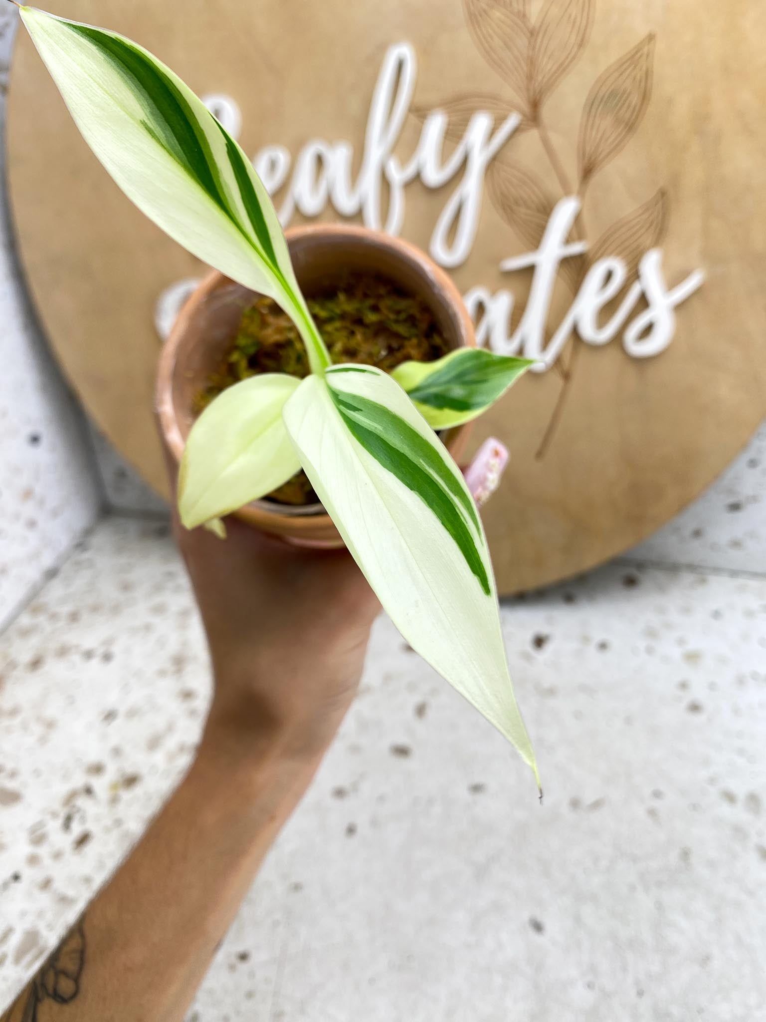 Musa NONO Variegated 5 Leaves 5 Nodes  Slightly Rooted