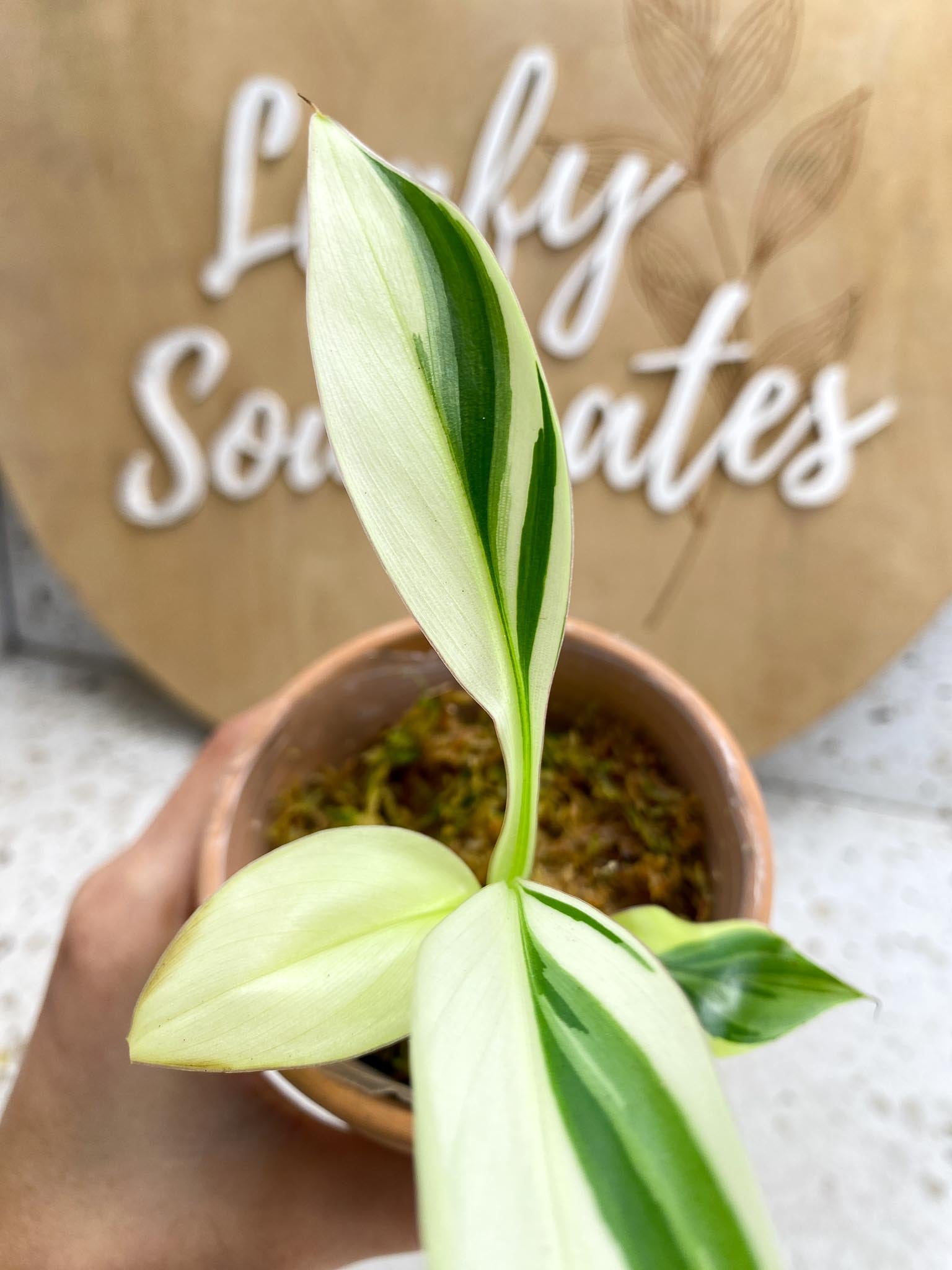 Musa NONO Variegated 5 Leaves 5 Nodes  Slightly Rooted