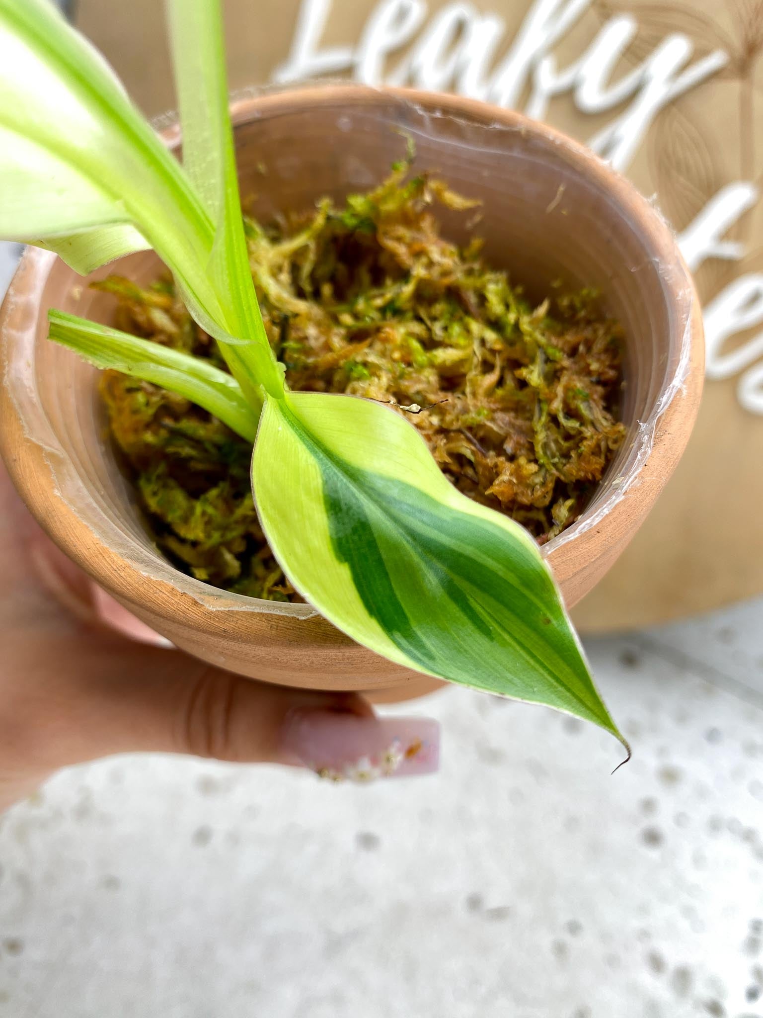 Musa NONO Variegated 5 Leaves 5 Nodes  Slightly Rooted