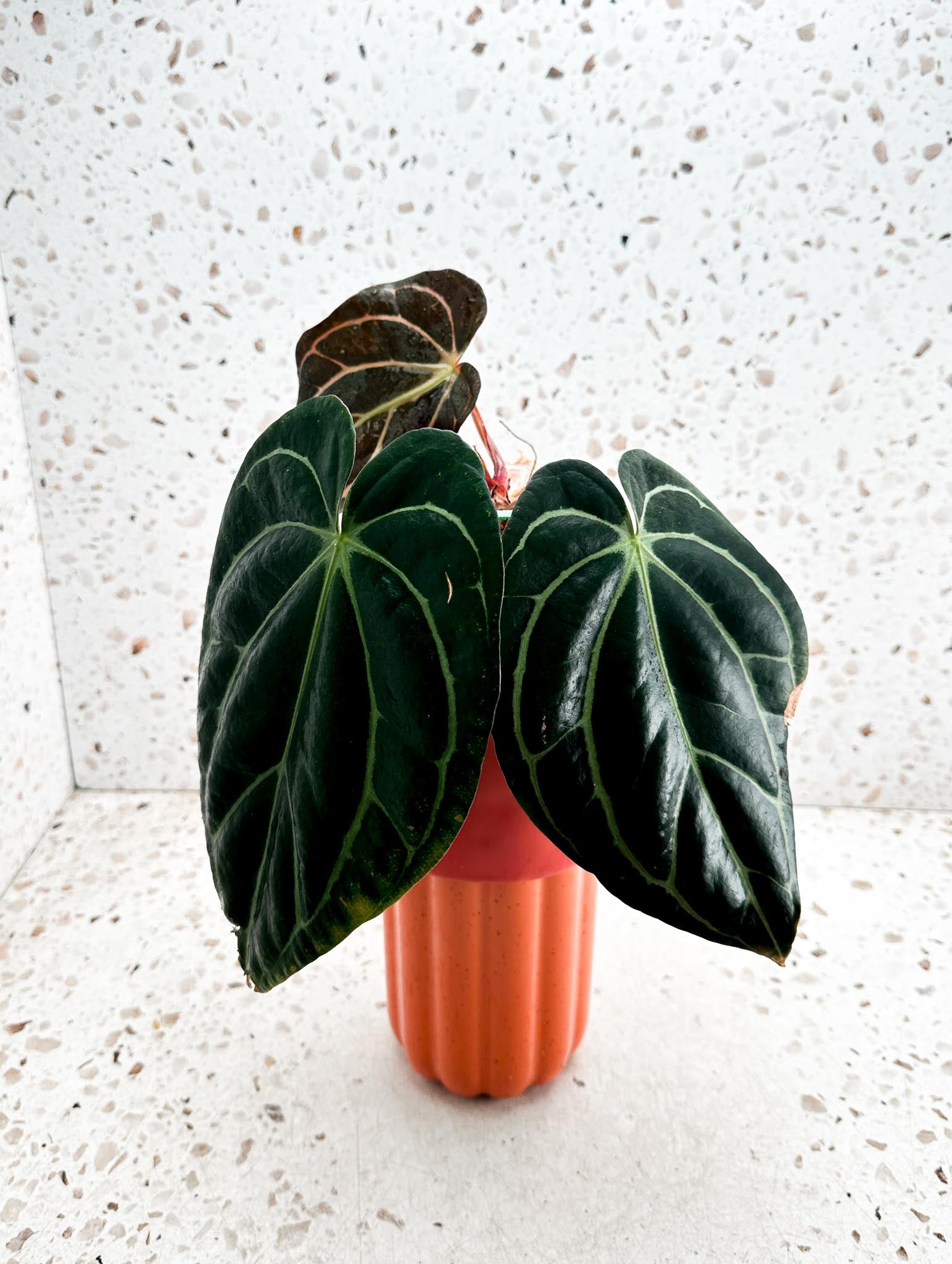 Anthurium Carlablackiae Multiple Options