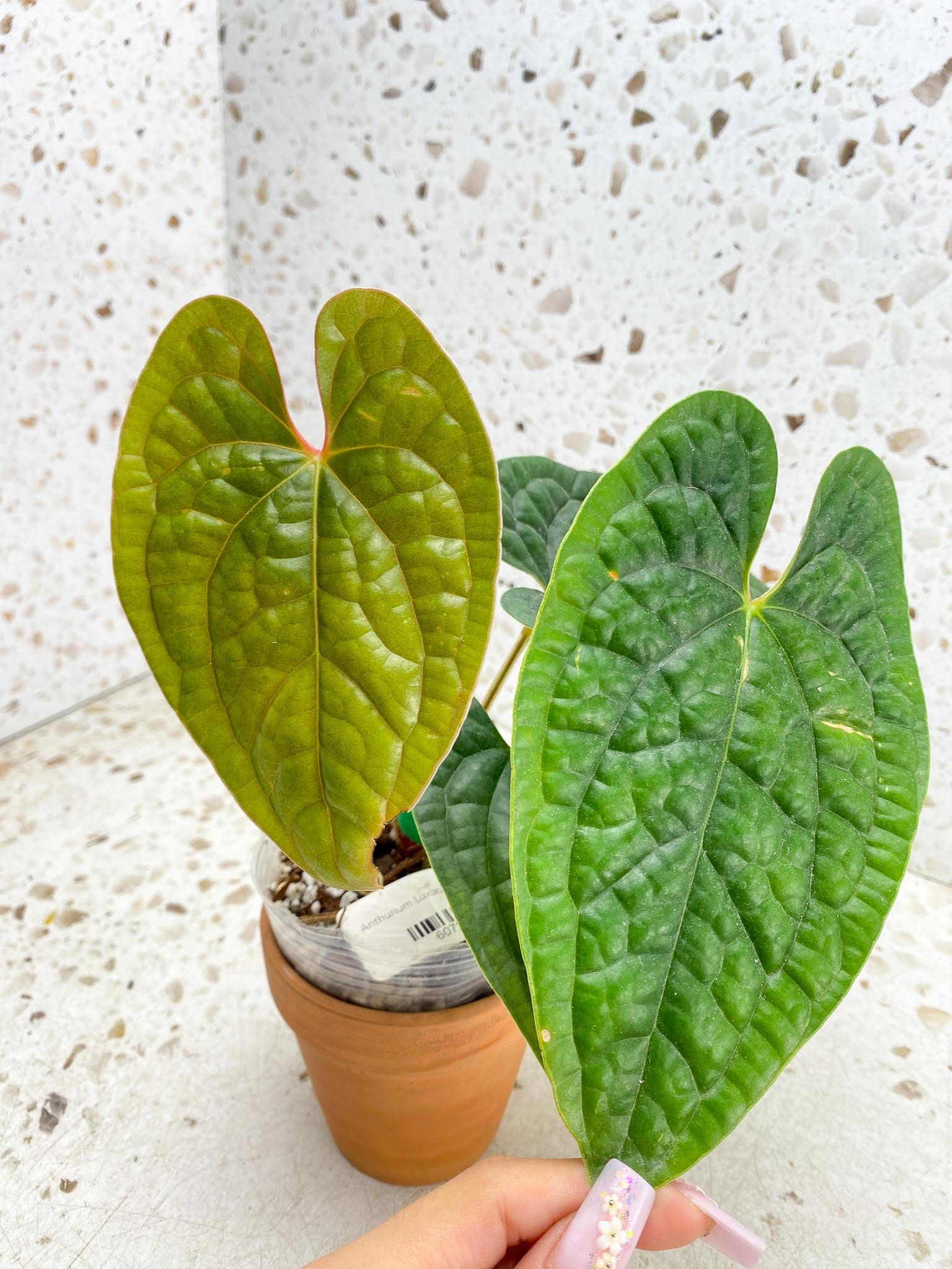 Anthurium Luxurians Melon 4 Leaves  5 Nodes  1 Sprout