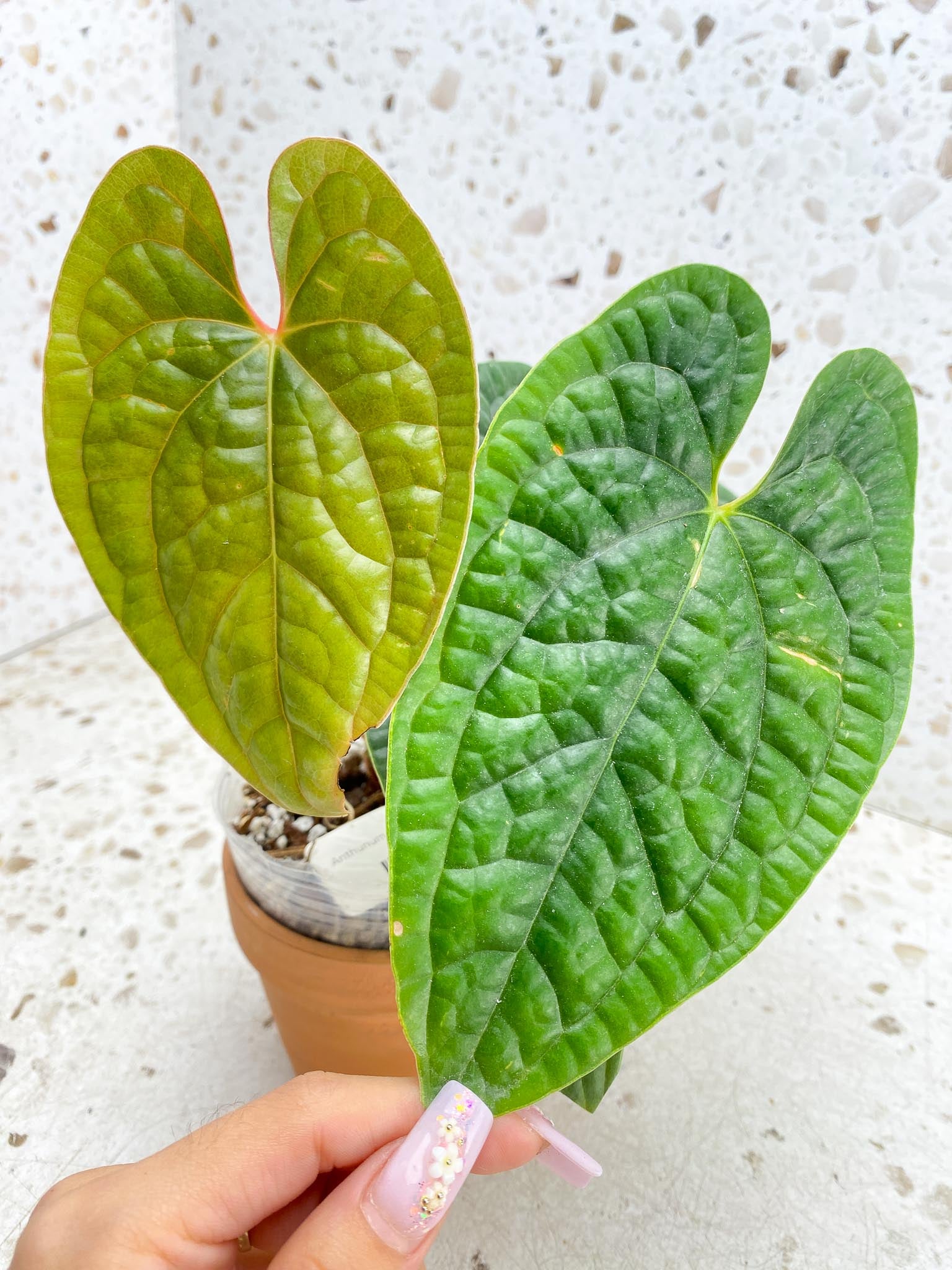 Anthurium Luxurians Melon 4 Leaves  5 Nodes  1 Sprout