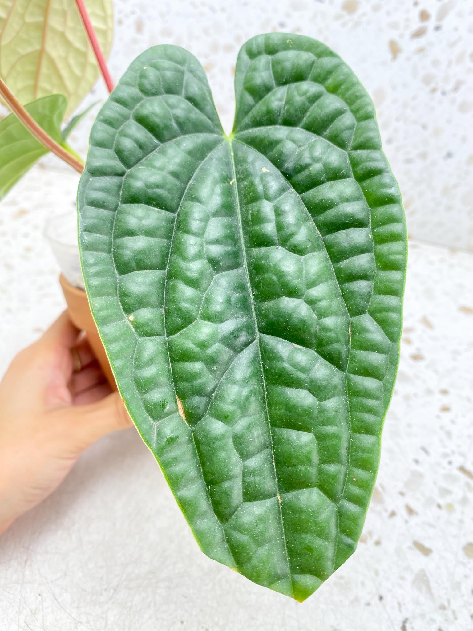 Anthurium Luxurians Melon 4 Leaves  5 Nodes  1 Sprout