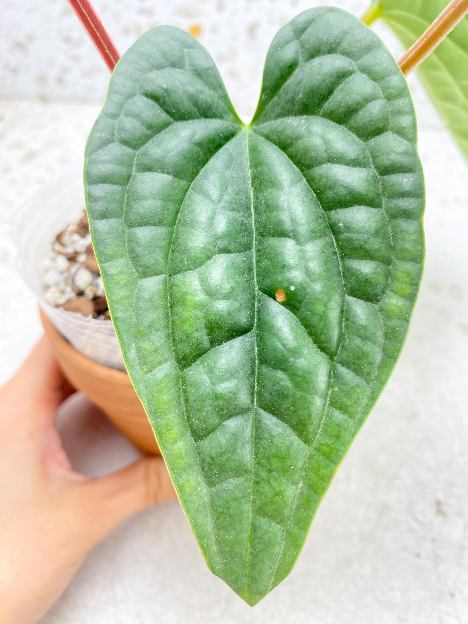 Anthurium Luxurians Melon 4 Leaves  5 Nodes  1 Sprout