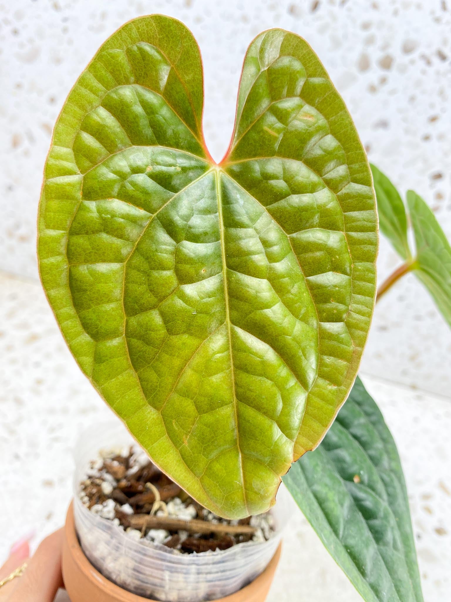 Anthurium Luxurians Melon 4 Leaves  5 Nodes  1 Sprout