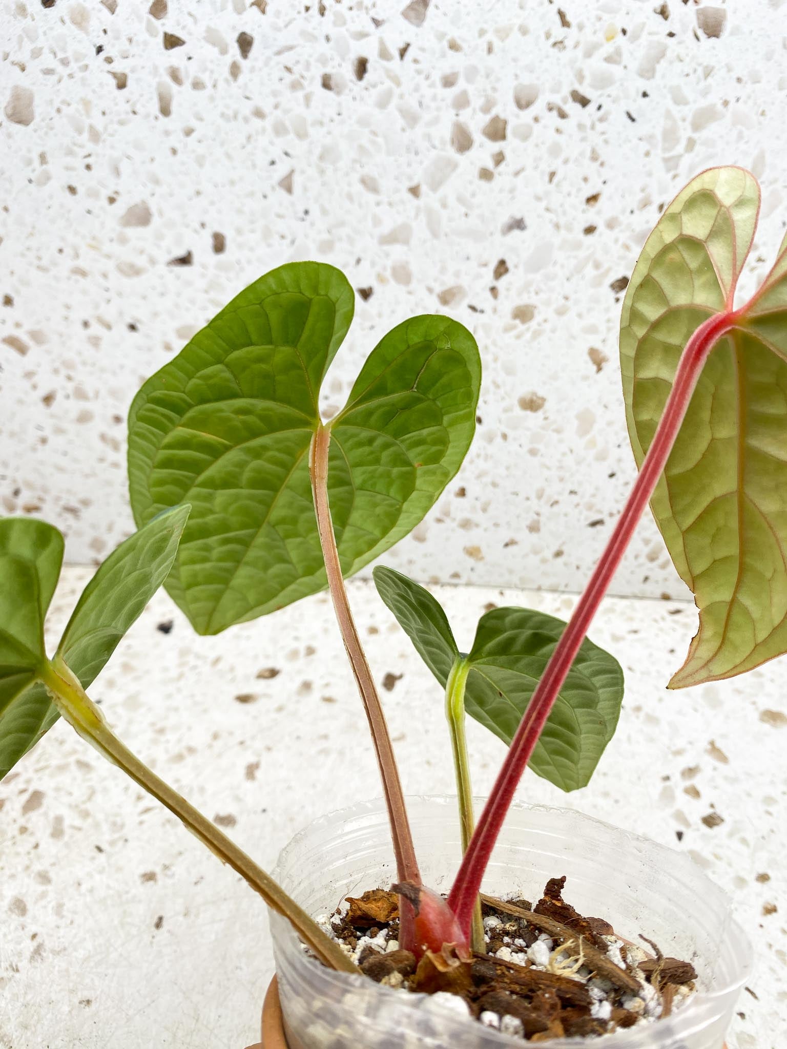 Anthurium Luxurians Melon 4 Leaves  5 Nodes  1 Sprout