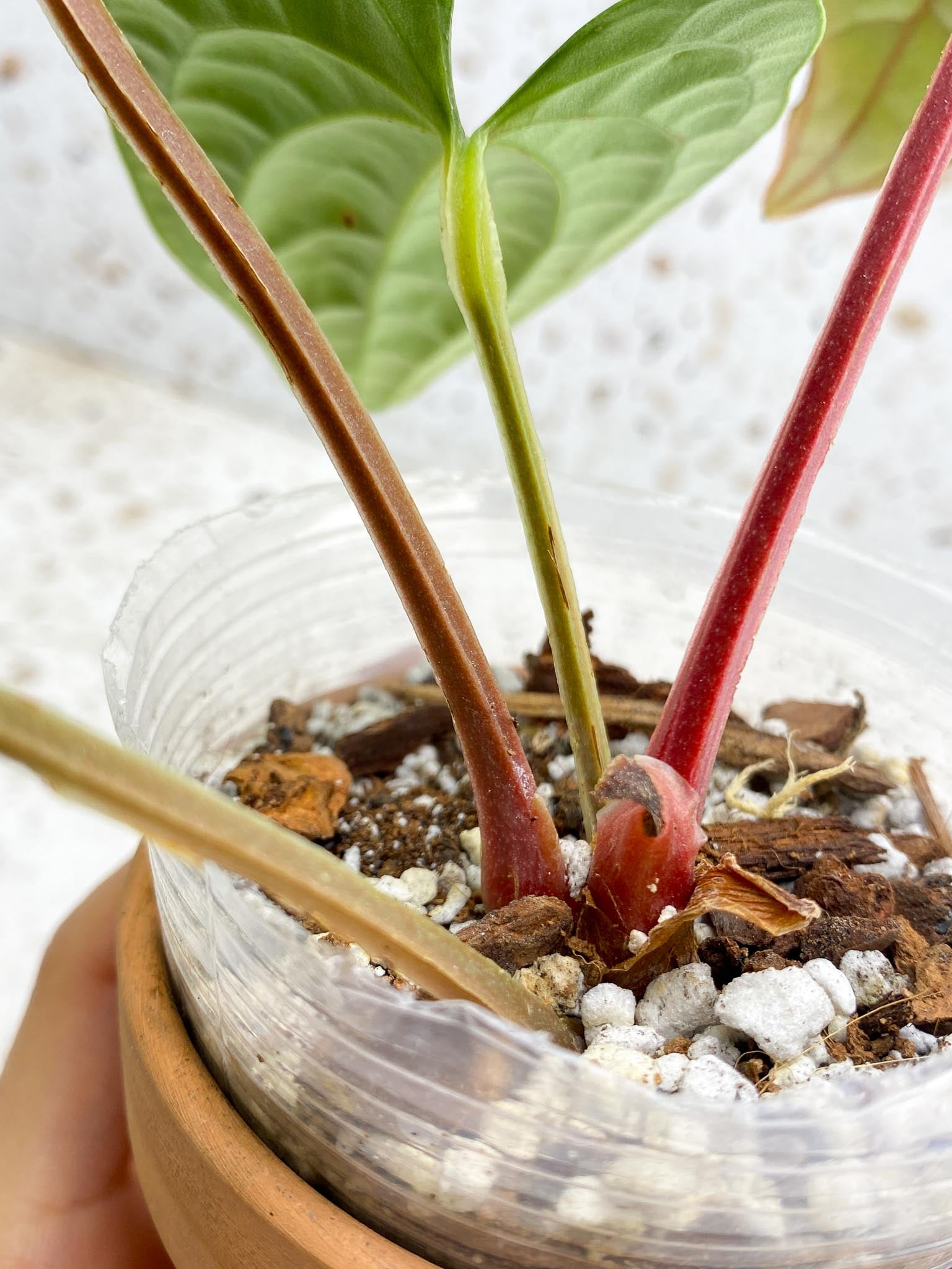 Anthurium Luxurians Melon 4 Leaves  5 Nodes  1 Sprout