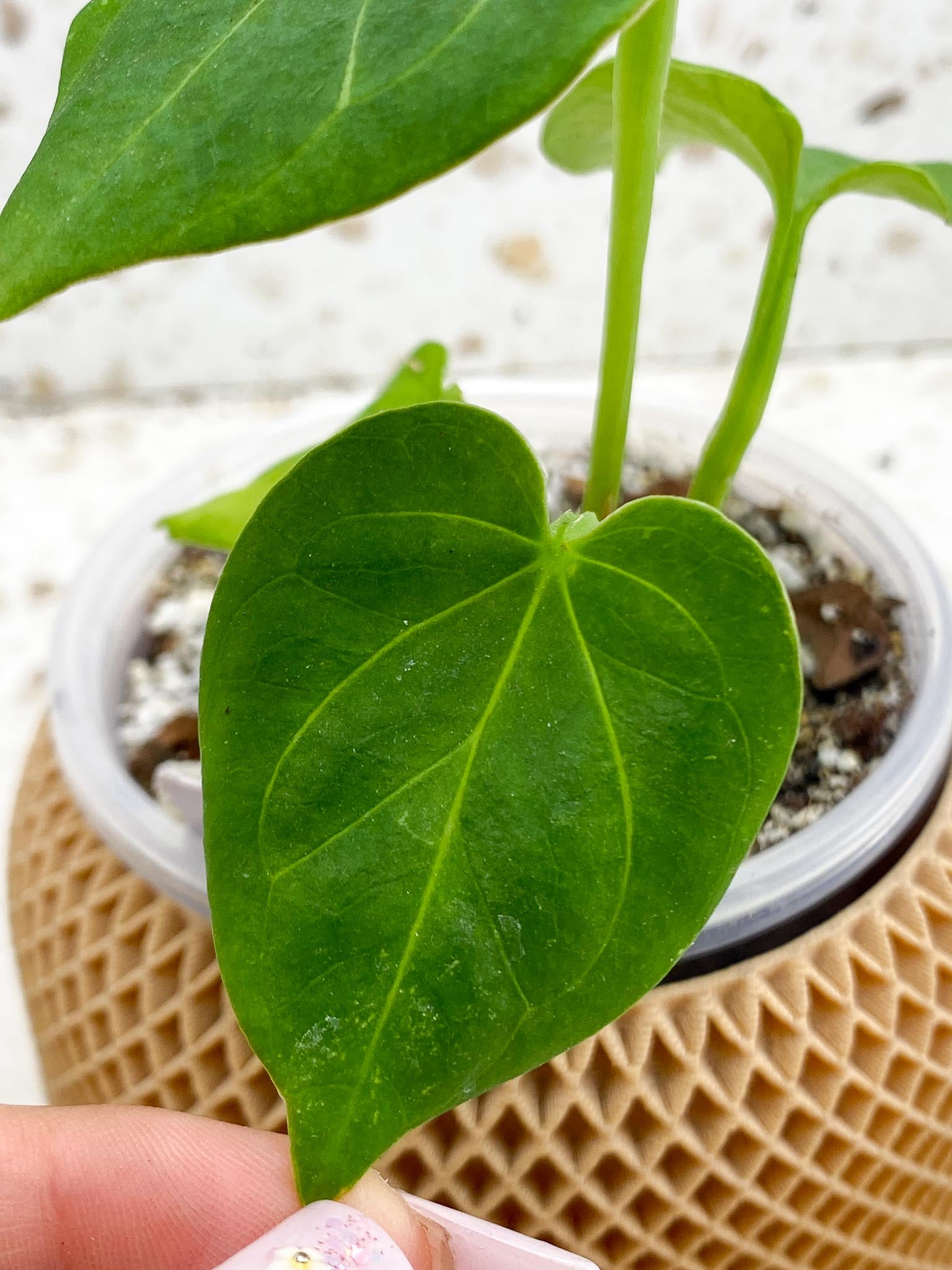 Anthurium king of Spades 4 Leaves 4 Nodes  2 Growing Bud Rooting