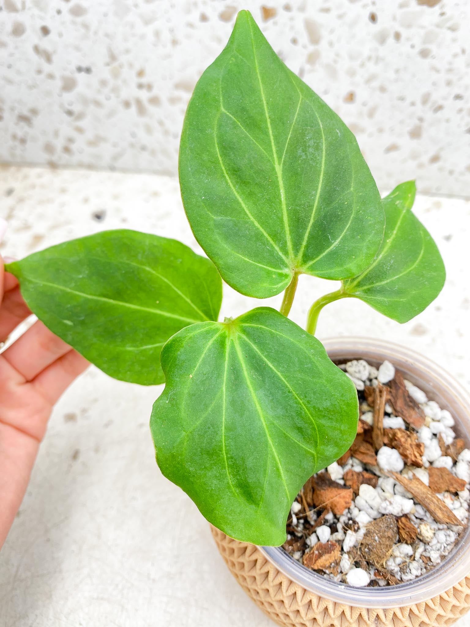 Anthurium  King of Spades Butterfly  4 Leaves  4 Nodes  1 Growing Bud Top Cutting Slightly Rooted