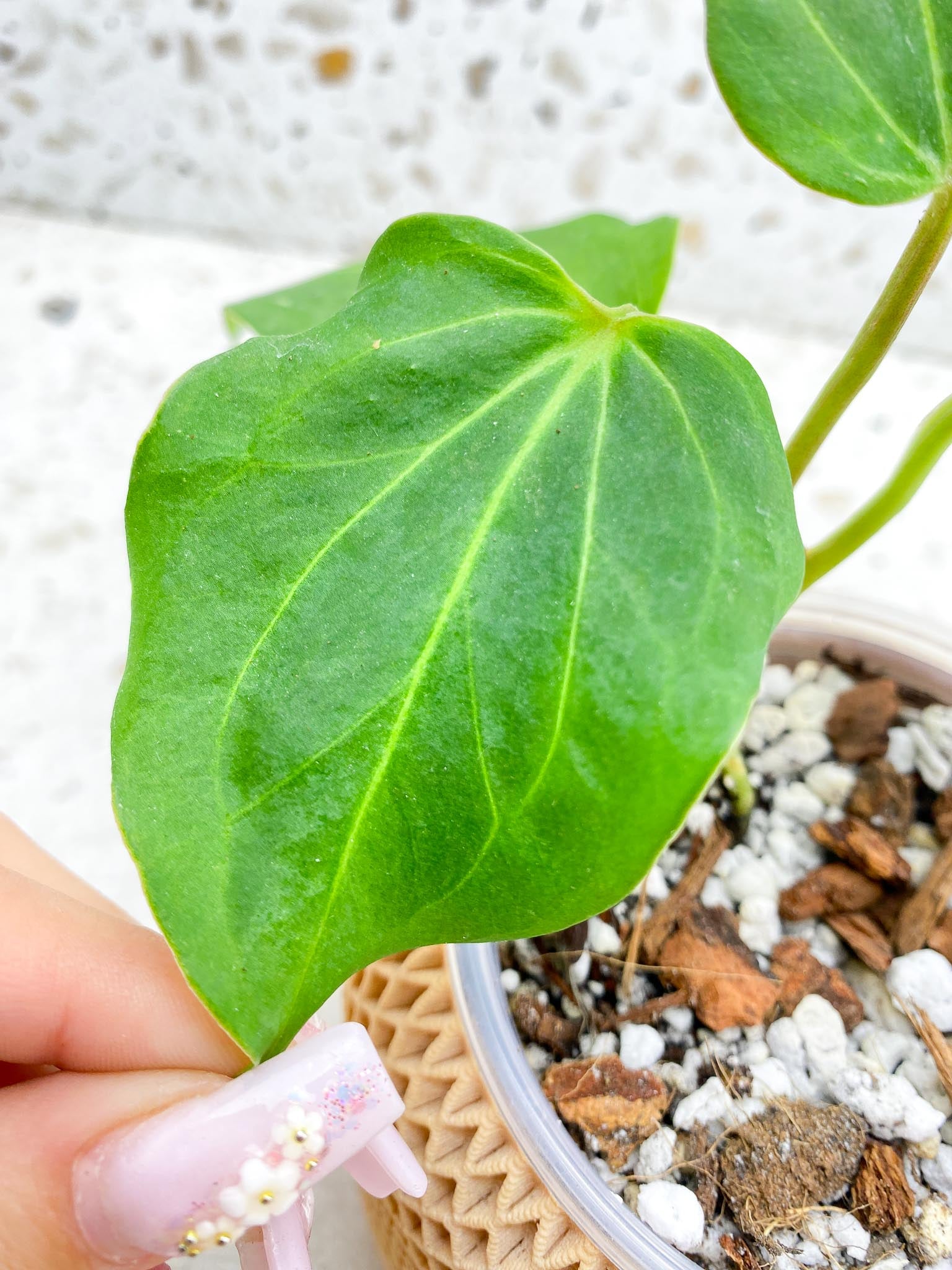 Anthurium  King of Spades Butterfly  4 Leaves  4 Nodes  1 Growing Bud Top Cutting Slightly Rooted