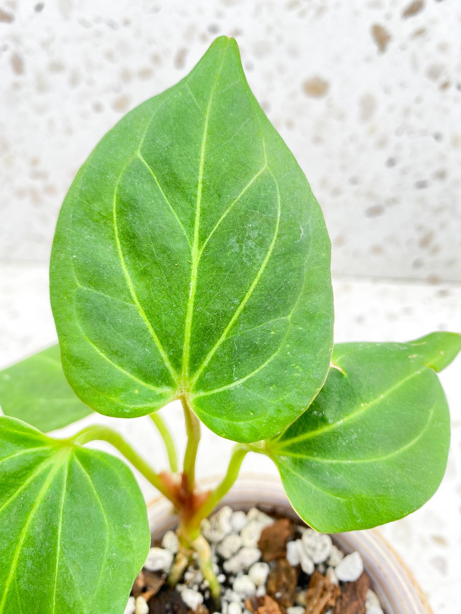 Anthurium  King of Spades Butterfly  4 Leaves  4 Nodes  1 Growing Bud Top Cutting Slightly Rooted