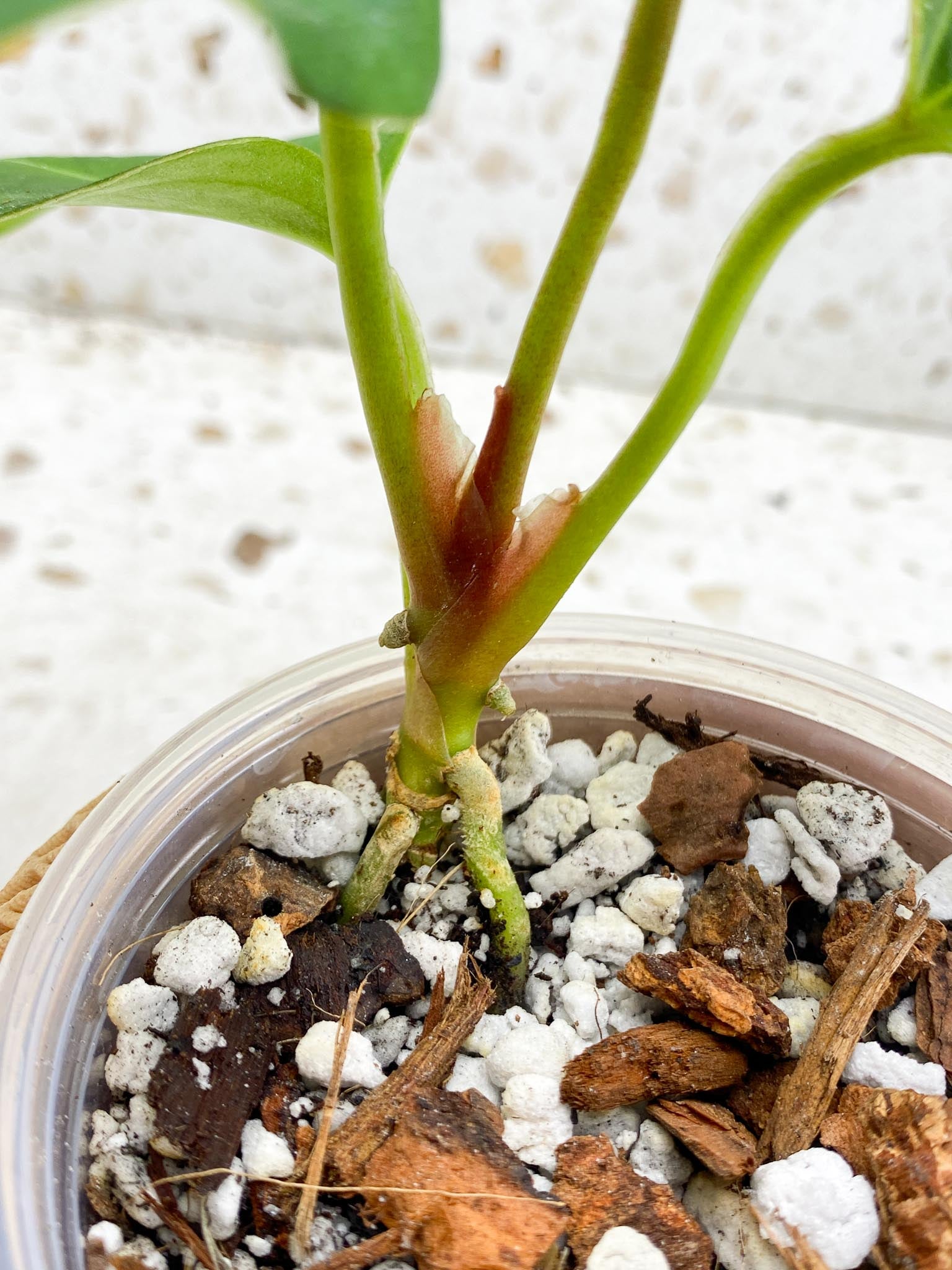 Anthurium  King of Spades Butterfly  4 Leaves  4 Nodes  1 Growing Bud Top Cutting Slightly Rooted