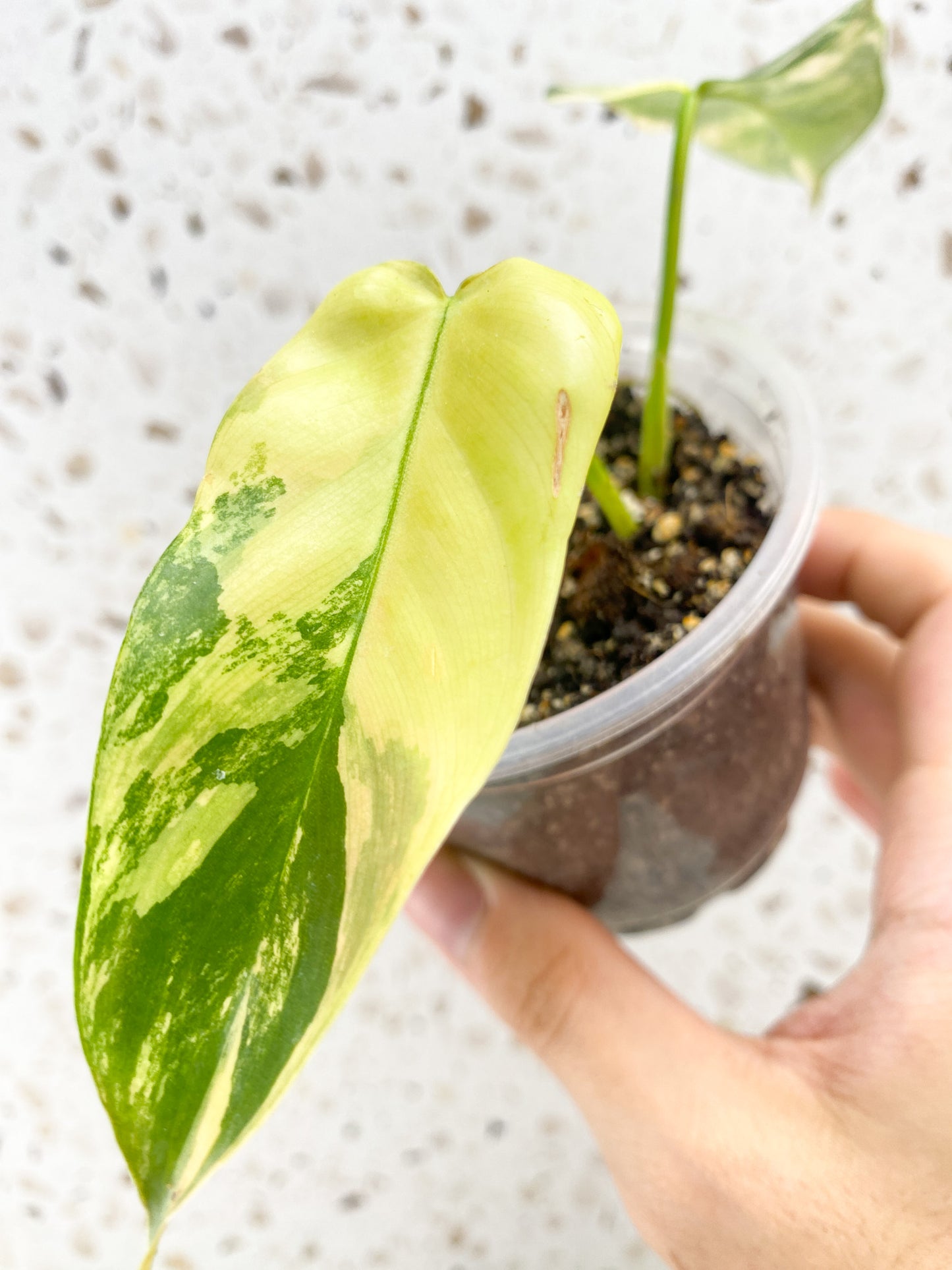 Philodendron Bipennifolium Variegated 2 leaves highly variegated