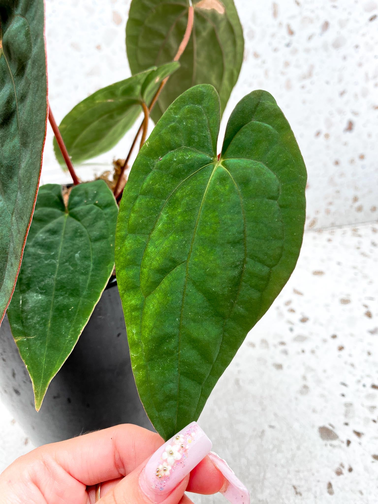 Anthurium Papillilaminum Long and Bullet X Red Vein Dark Phoenix Multiple Leaves Mother plant Showcase