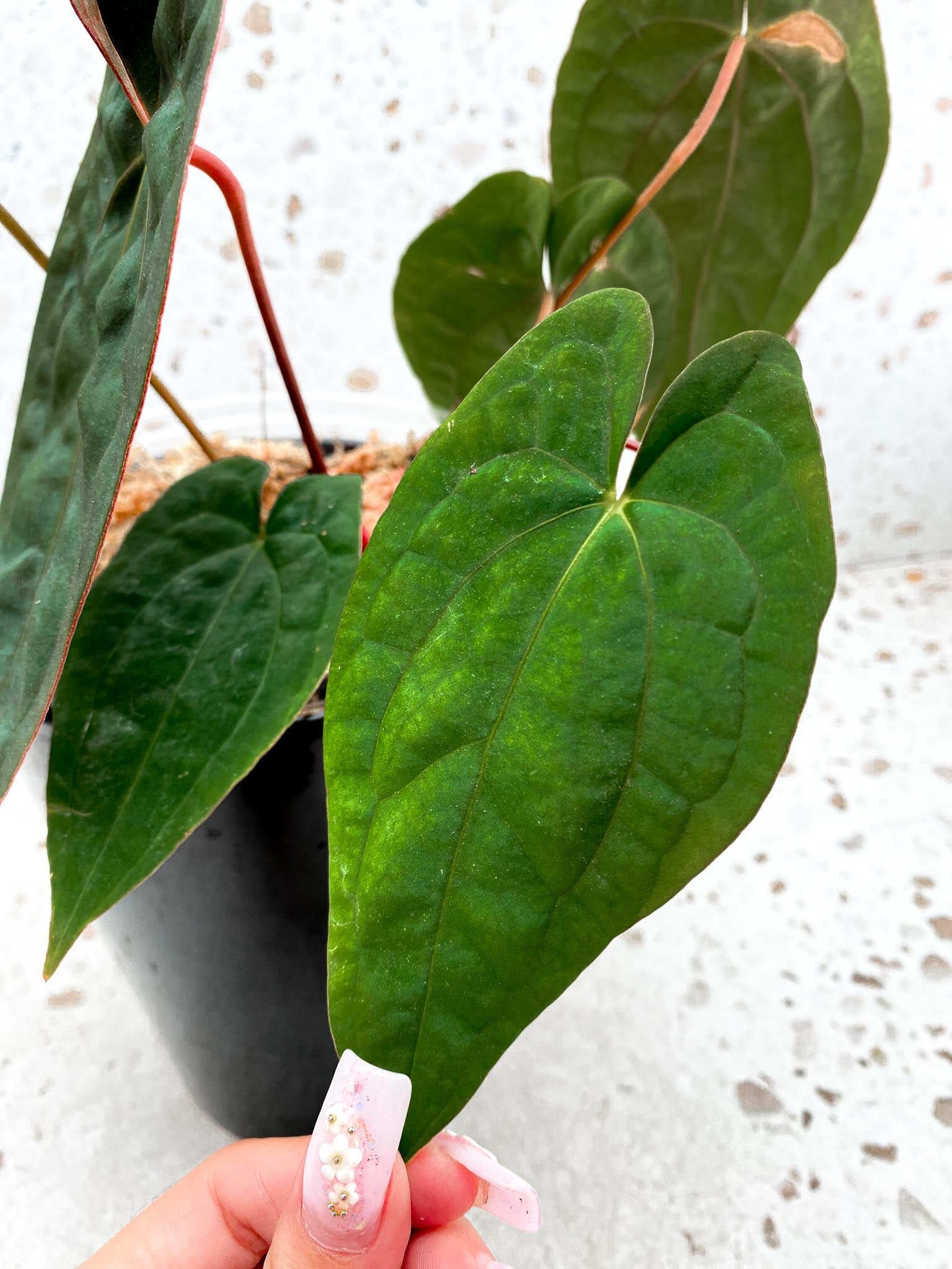 Anthurium Papillilaminum Long and Bullet X Red Vein Dark Phoenix Multiple Leaves Mother plant Showcase