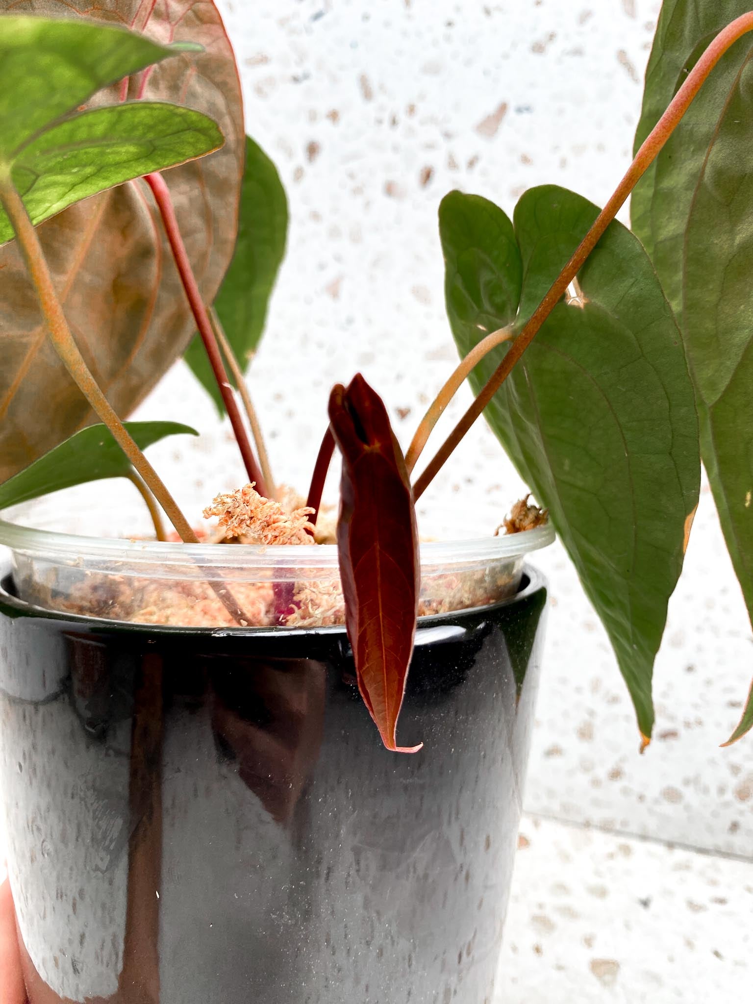 Anthurium Papillilaminum Long and Bullet X Red Vein Dark Phoenix Multiple Leaves Mother plant Showcase