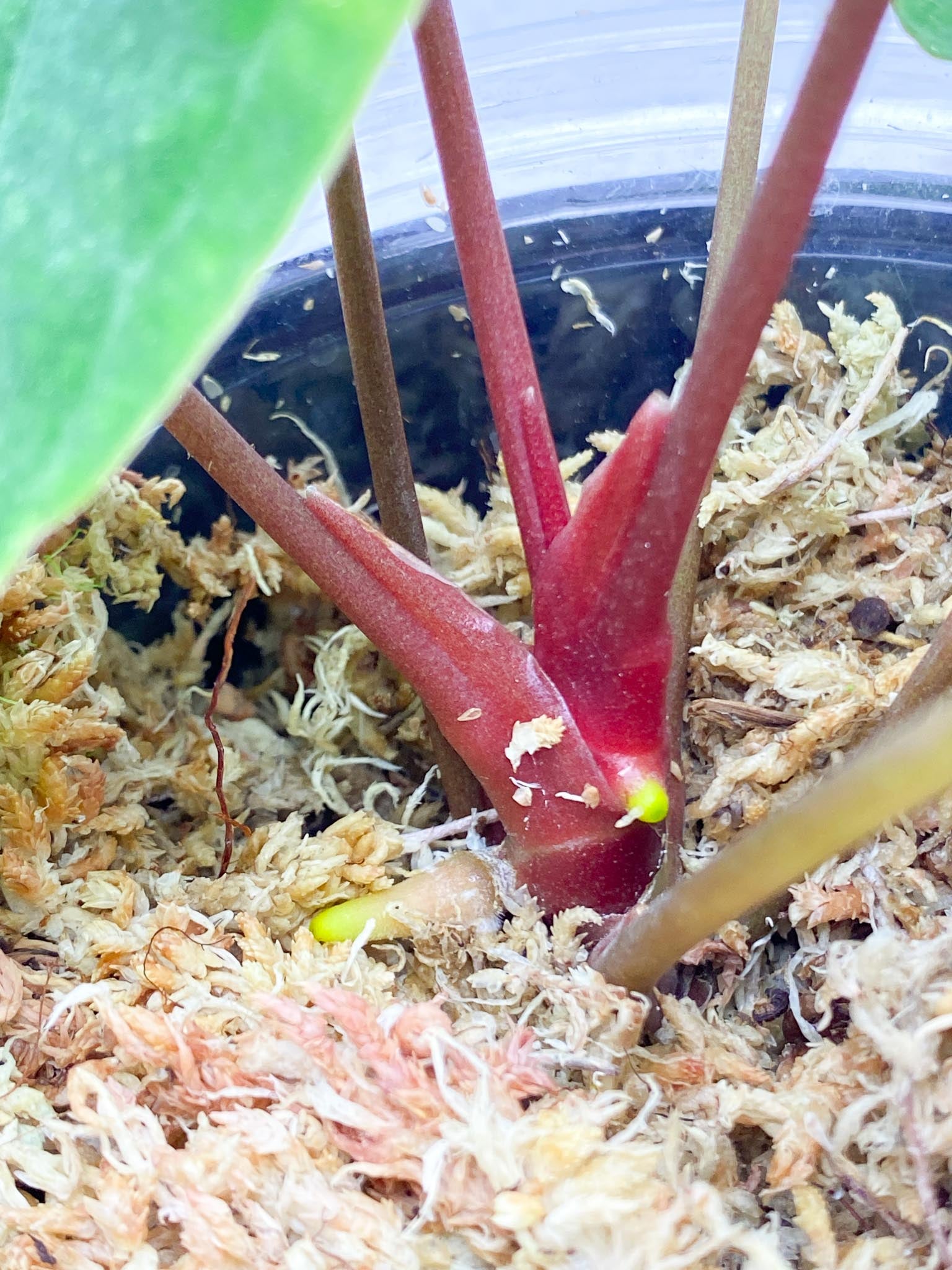 Anthurium Papillilaminum Long and Bullet X Red Vein Dark Phoenix Multiple Leaves Mother plant Showcase