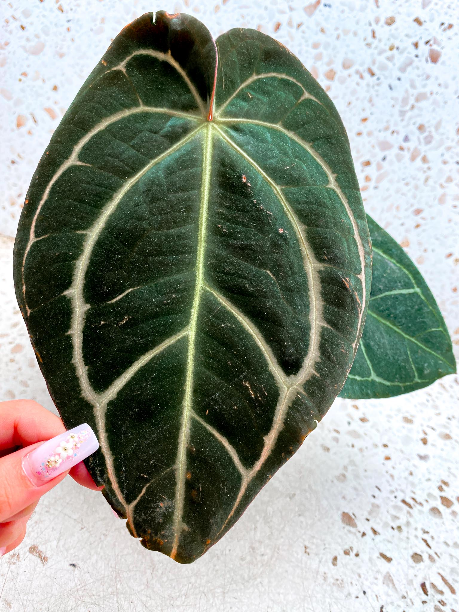 Anthurium Carlablackiae Multiple Options