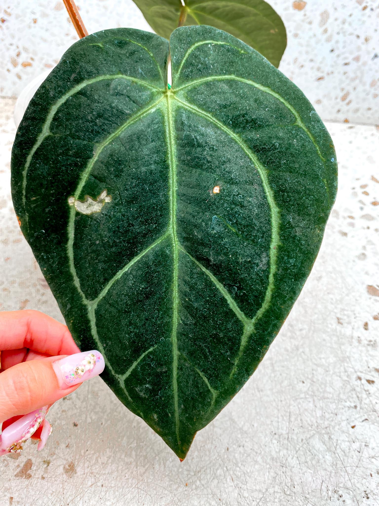 Anthurium Carlablackiae Multiple Options