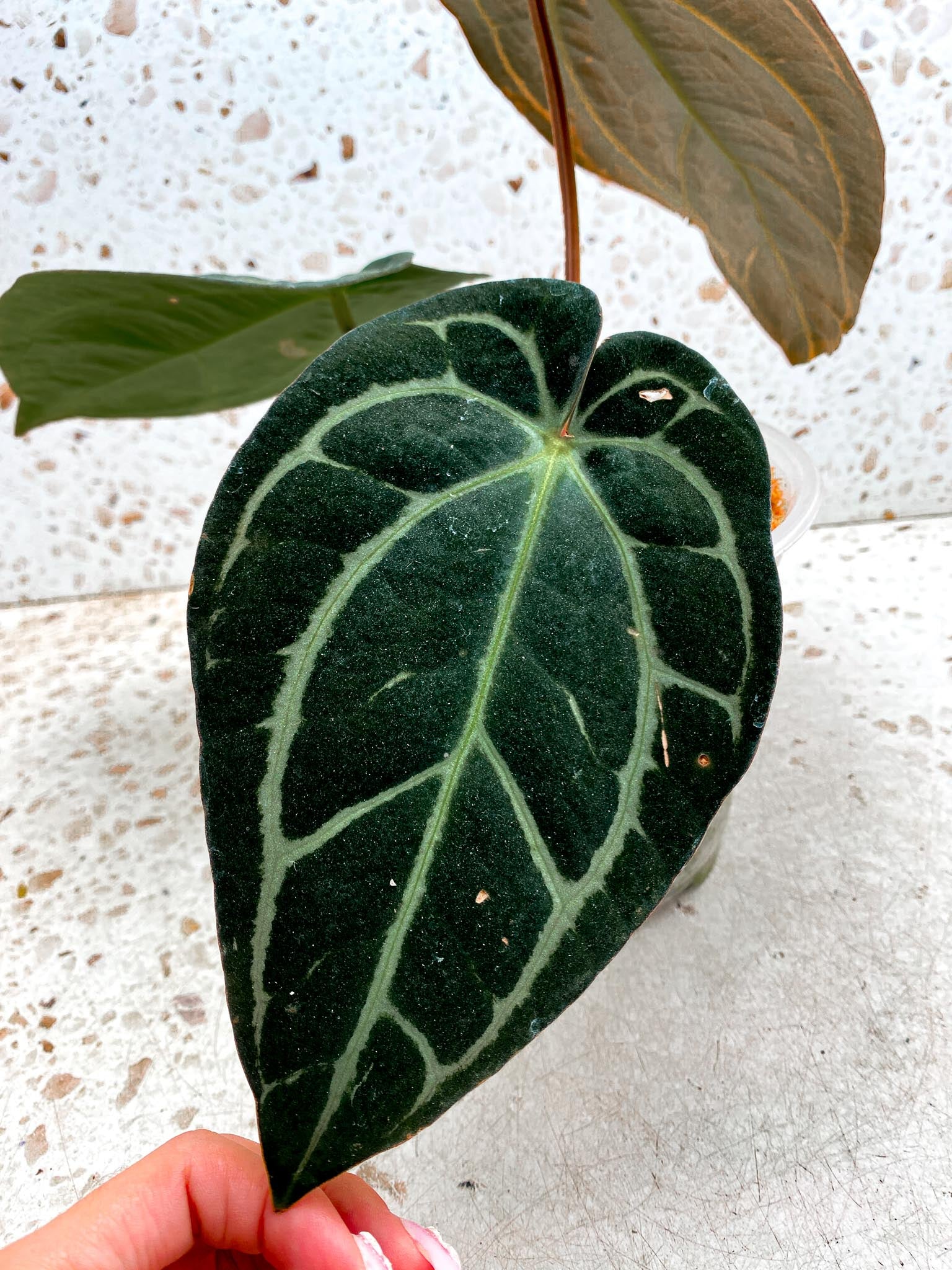 Anthurium Carlablackiae Multiple Options