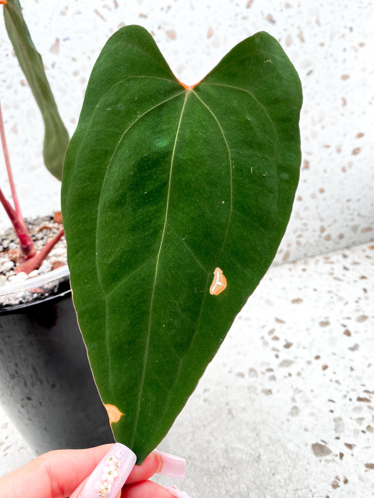 Anthurium Papillilaminum Fort Sherman X Ralph Lynam X Blue Papillilaminum Mother plant Showcase