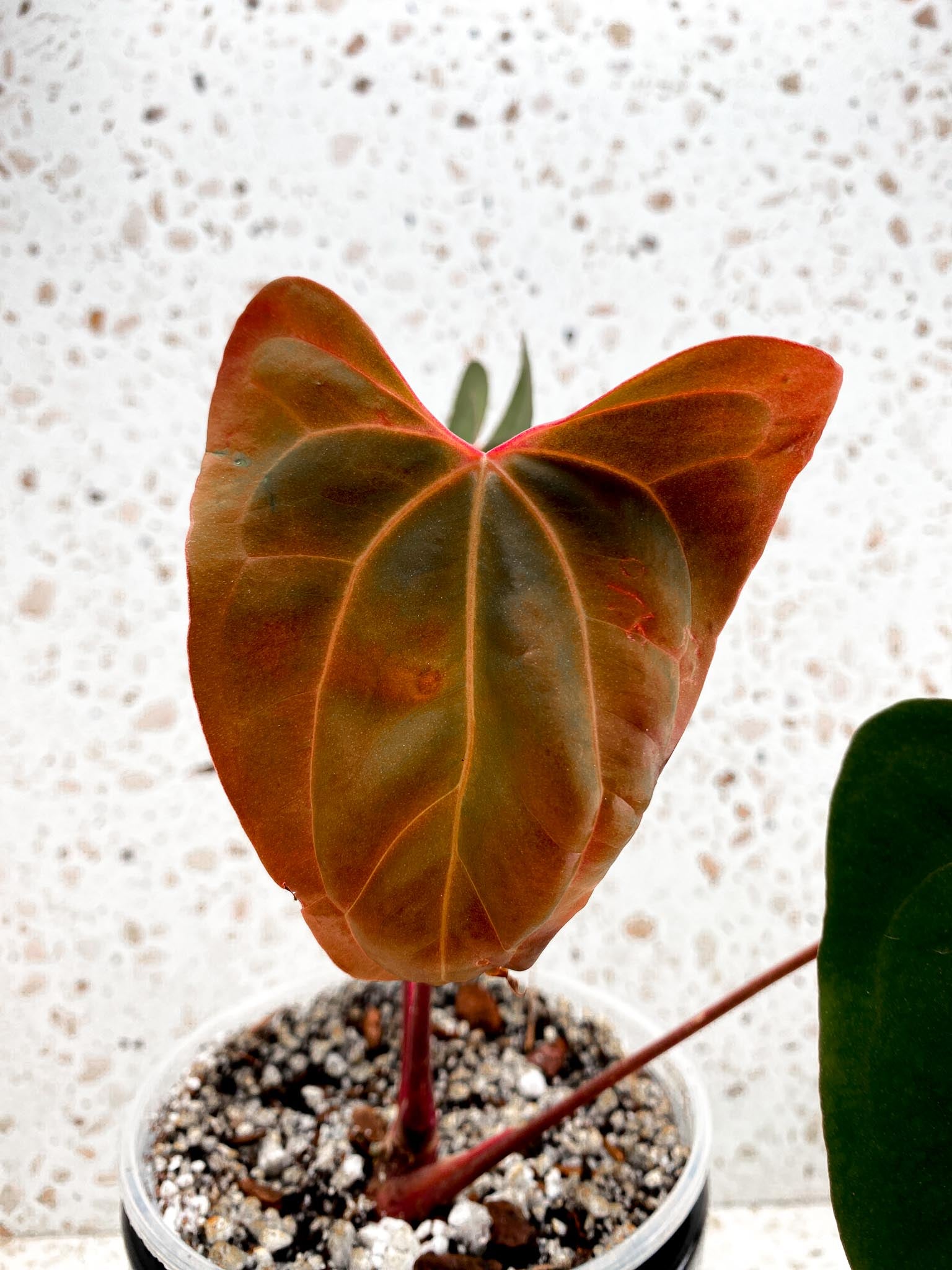 Anthurium Papillilaminum Fort Sherman X Ralph Lynam X Blue Papillilaminum Mother plant Showcase