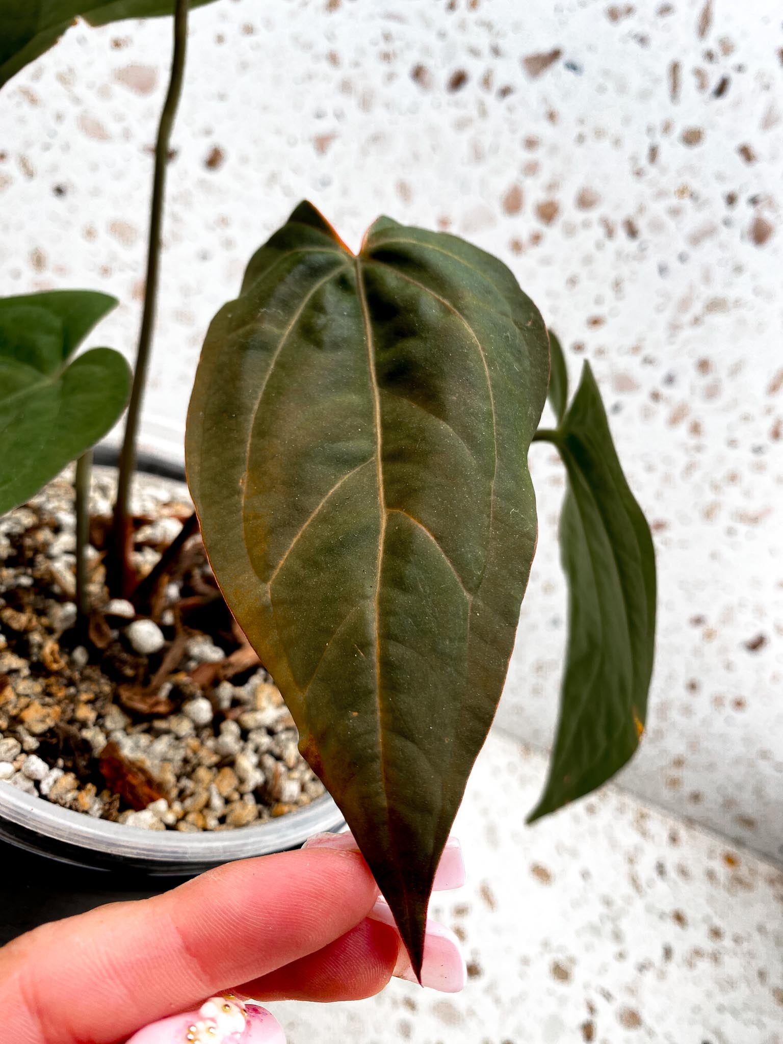 Anthurium Blue Papillilaminum x Dark Phoenix 4 Leaves  4 Nodes  Top Cutting Rooted