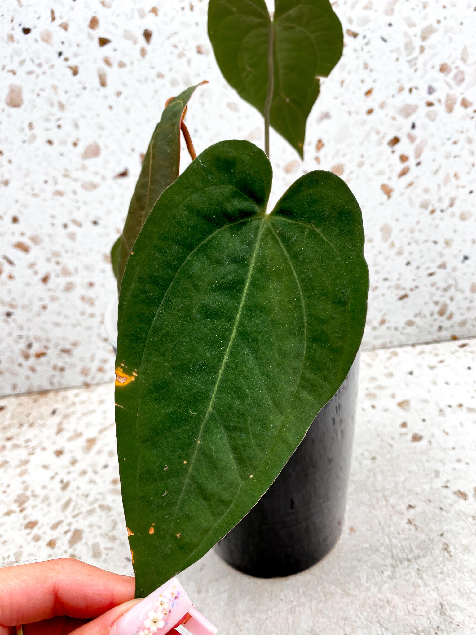 Anthurium Blue Papillilaminum x Dark Phoenix 4 Leaves  4 Nodes  Top Cutting Rooted