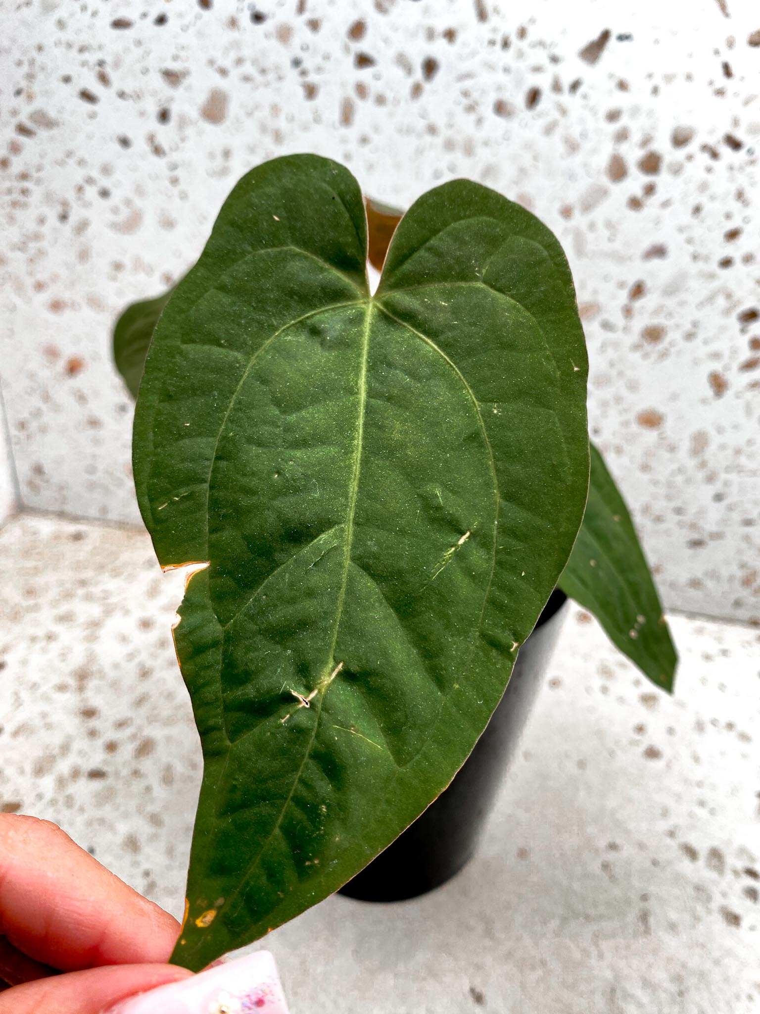 Anthurium Blue Papillilaminum x Dark Phoenix 4 Leaves  4 Nodes  Top Cutting Rooted