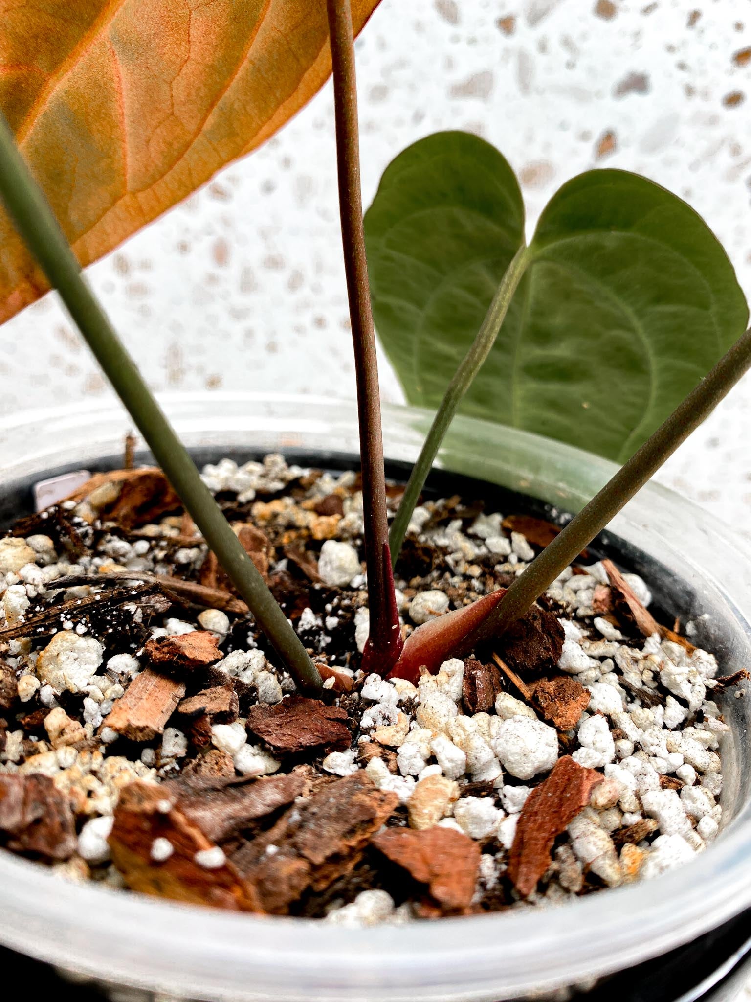 Anthurium Blue Papillilaminum x Dark Phoenix 4 Leaves  4 Nodes  Top Cutting Rooted