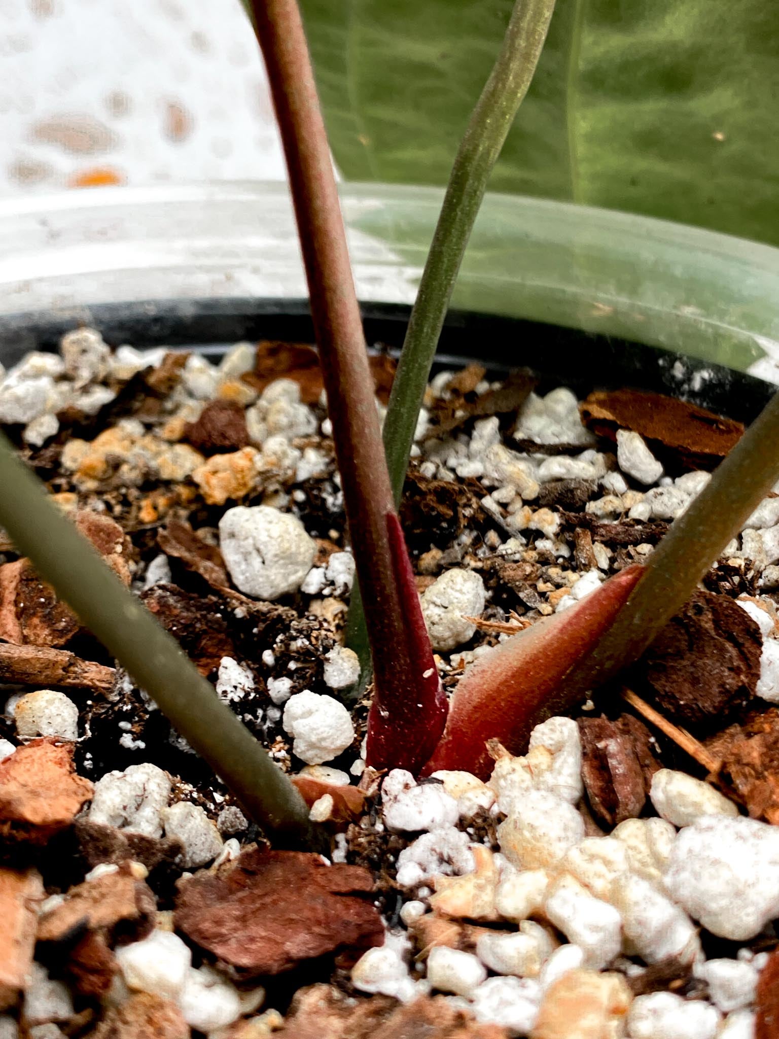 Anthurium Blue Papillilaminum x Dark Phoenix 4 Leaves  4 Nodes  Top Cutting Rooted