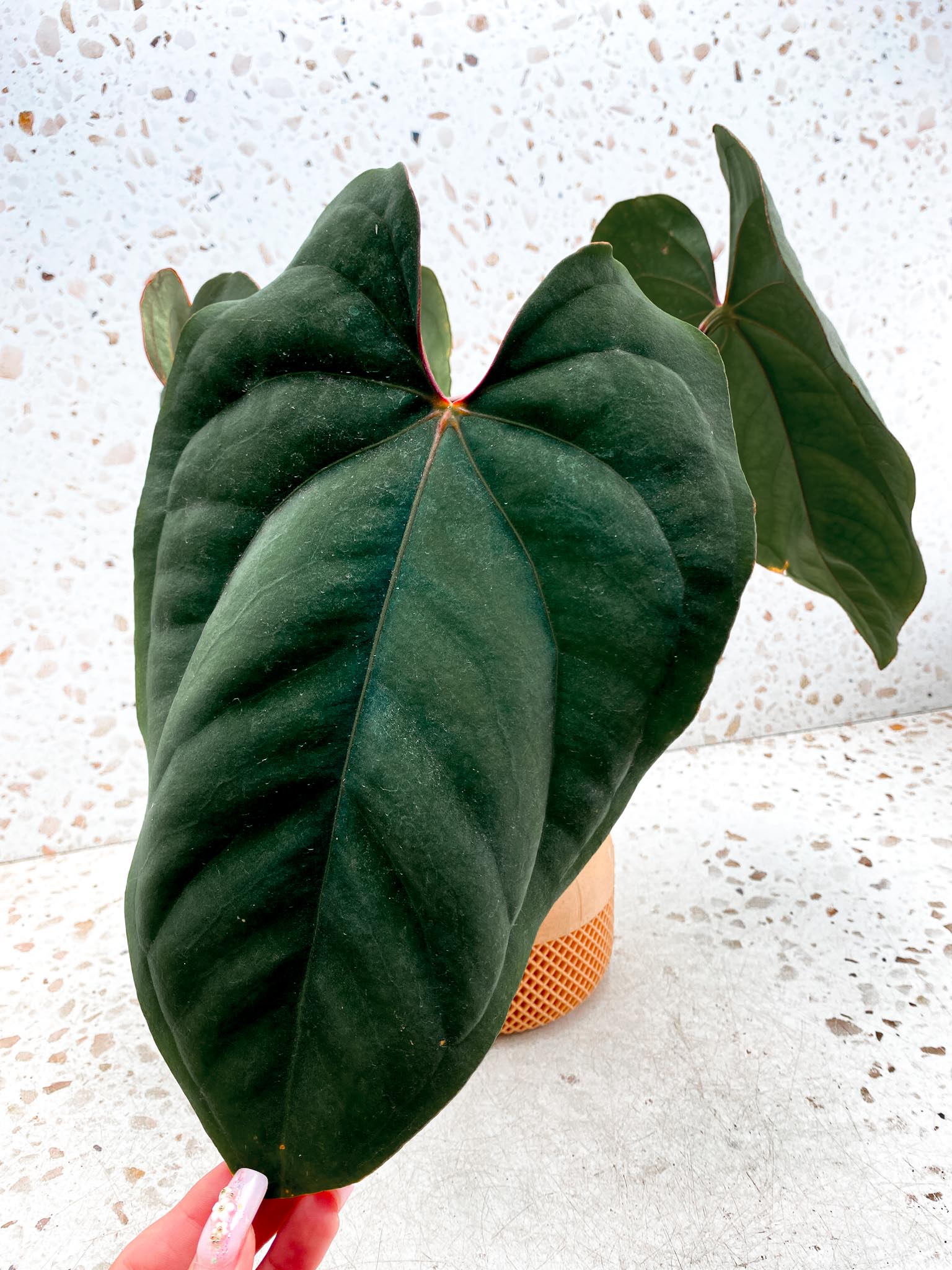 Anthurium Dressleri RG Mother plant Showcase only