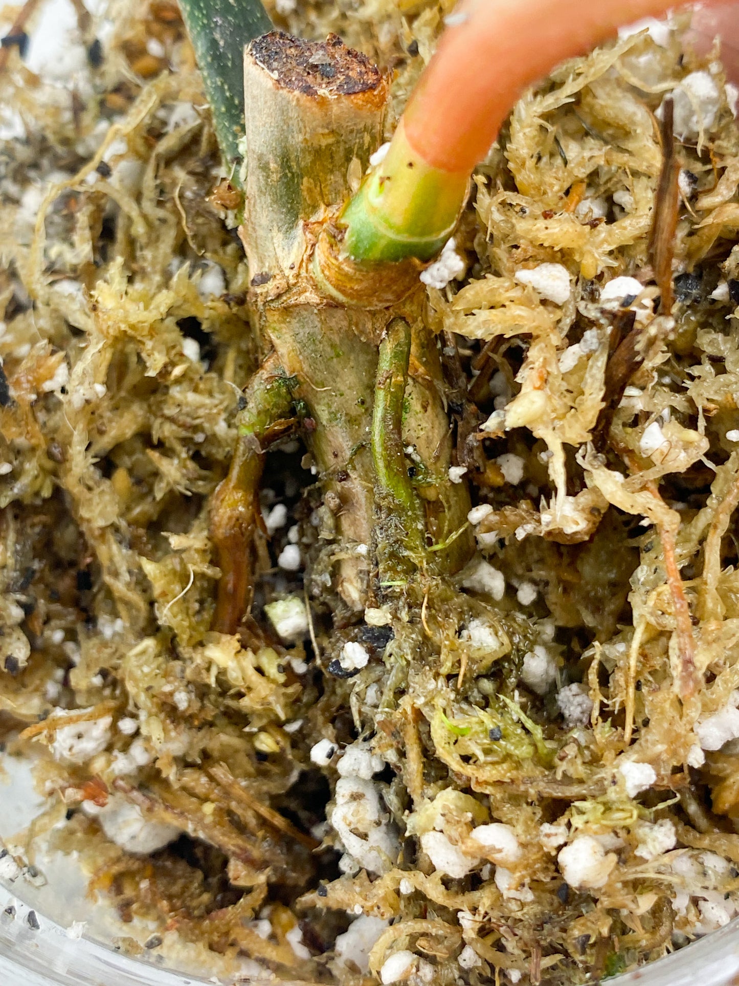 Philodendron Florida Beauty 1 baby leaf with new growth
