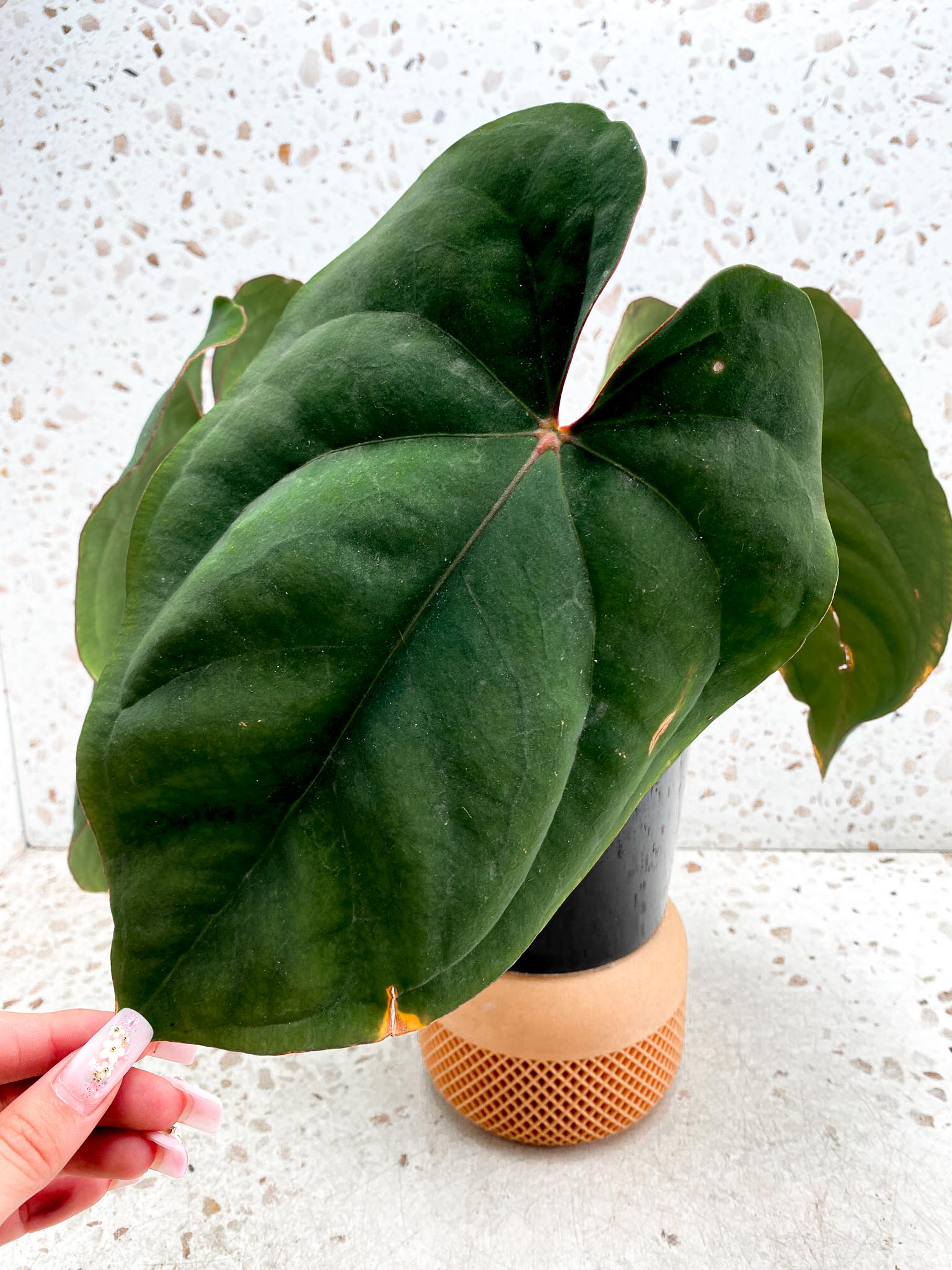 Anthurium Dressleri RG Mother plant Showcase only