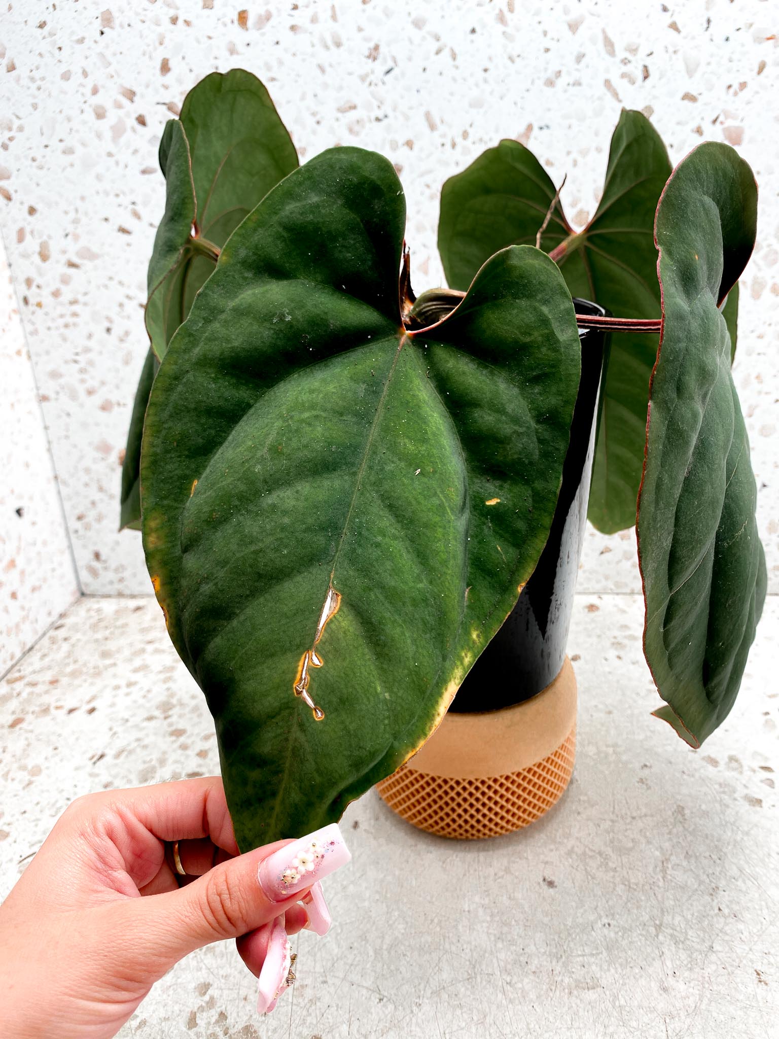 Anthurium Dressleri RG Mother plant Showcase only