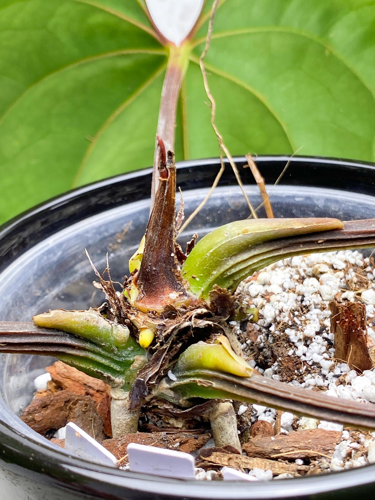 Anthurium Dressleri RG Mother plant Showcase only