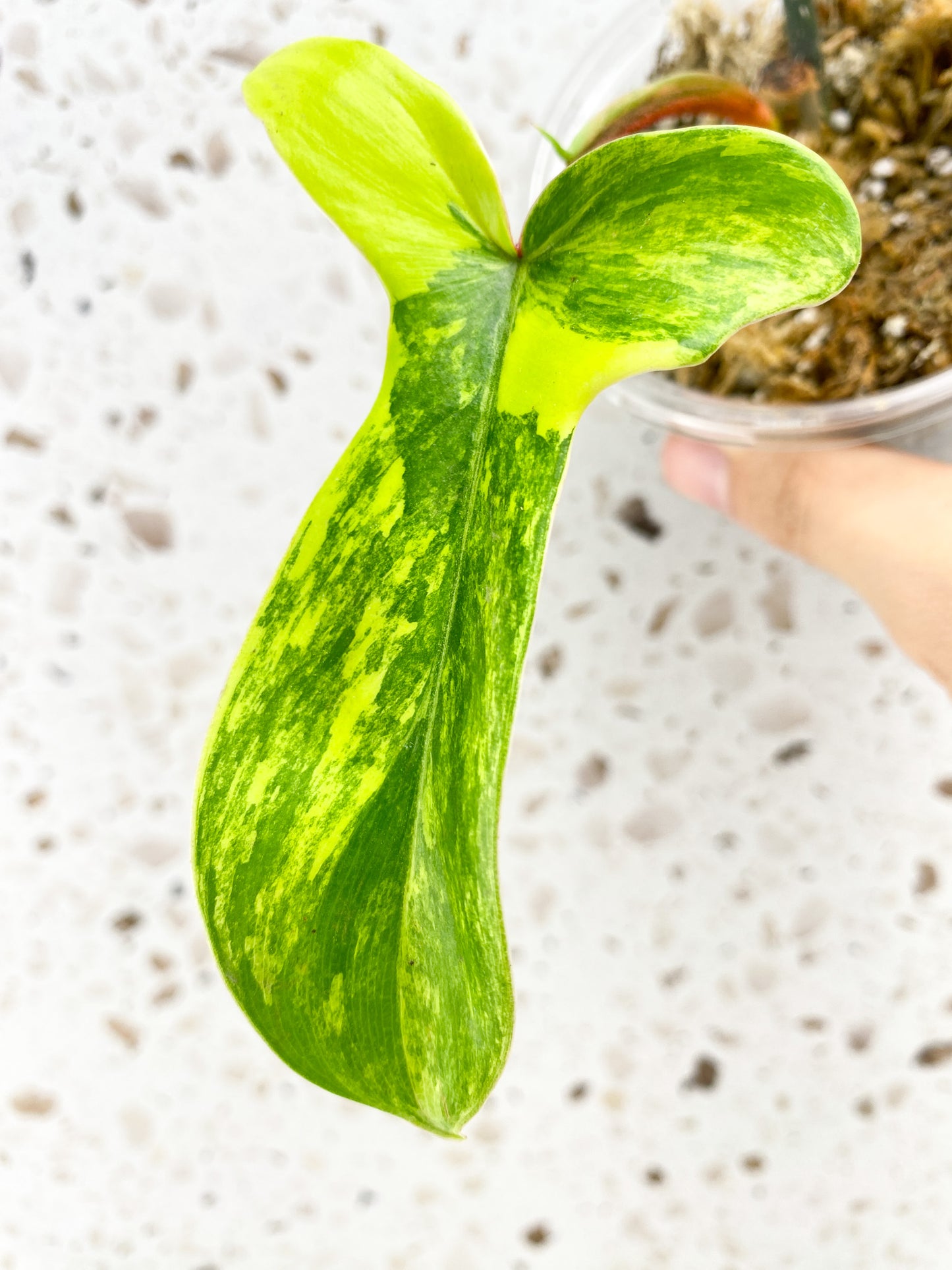 Philodendron Florida Beauty 1 baby leaf with new growth