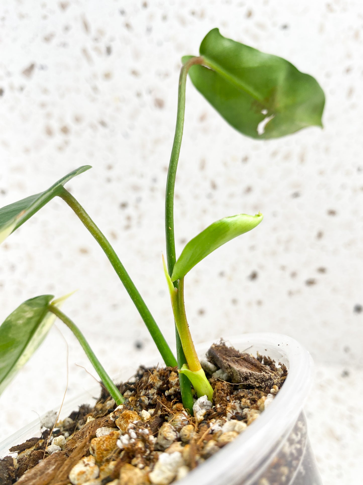 Philodendron Florida Beauty 4 leaf baby plant
