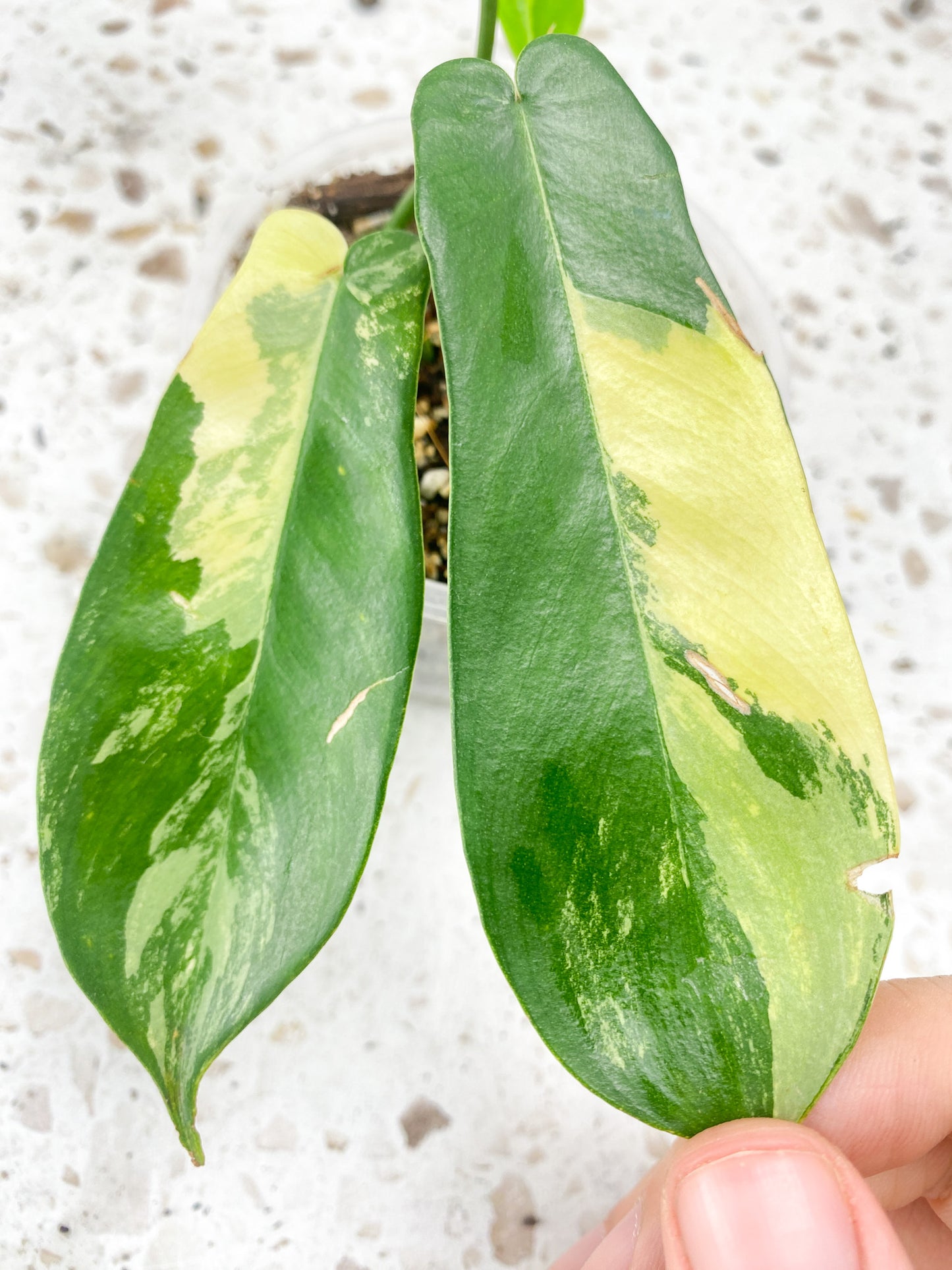 Philodendron Florida Beauty 4 leaf baby plant