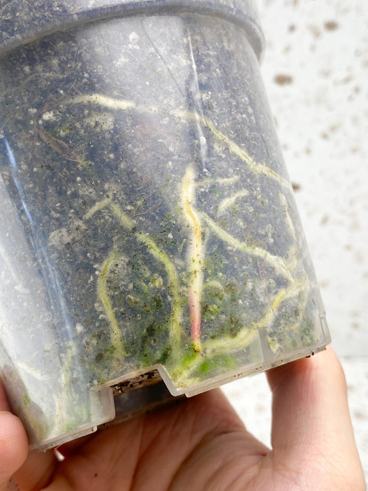Philodendron Florida Beauty 5 leaves 1 sprout top cutting