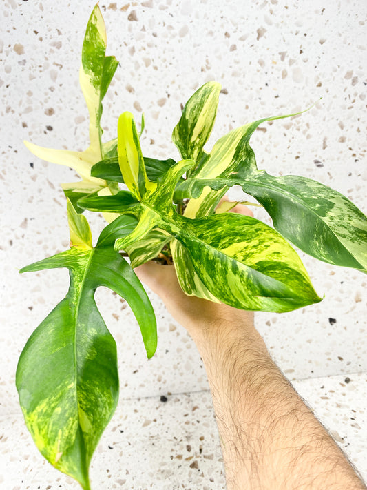 Philodendron Florida Beauty 5 leaves 1 sprout top cutting