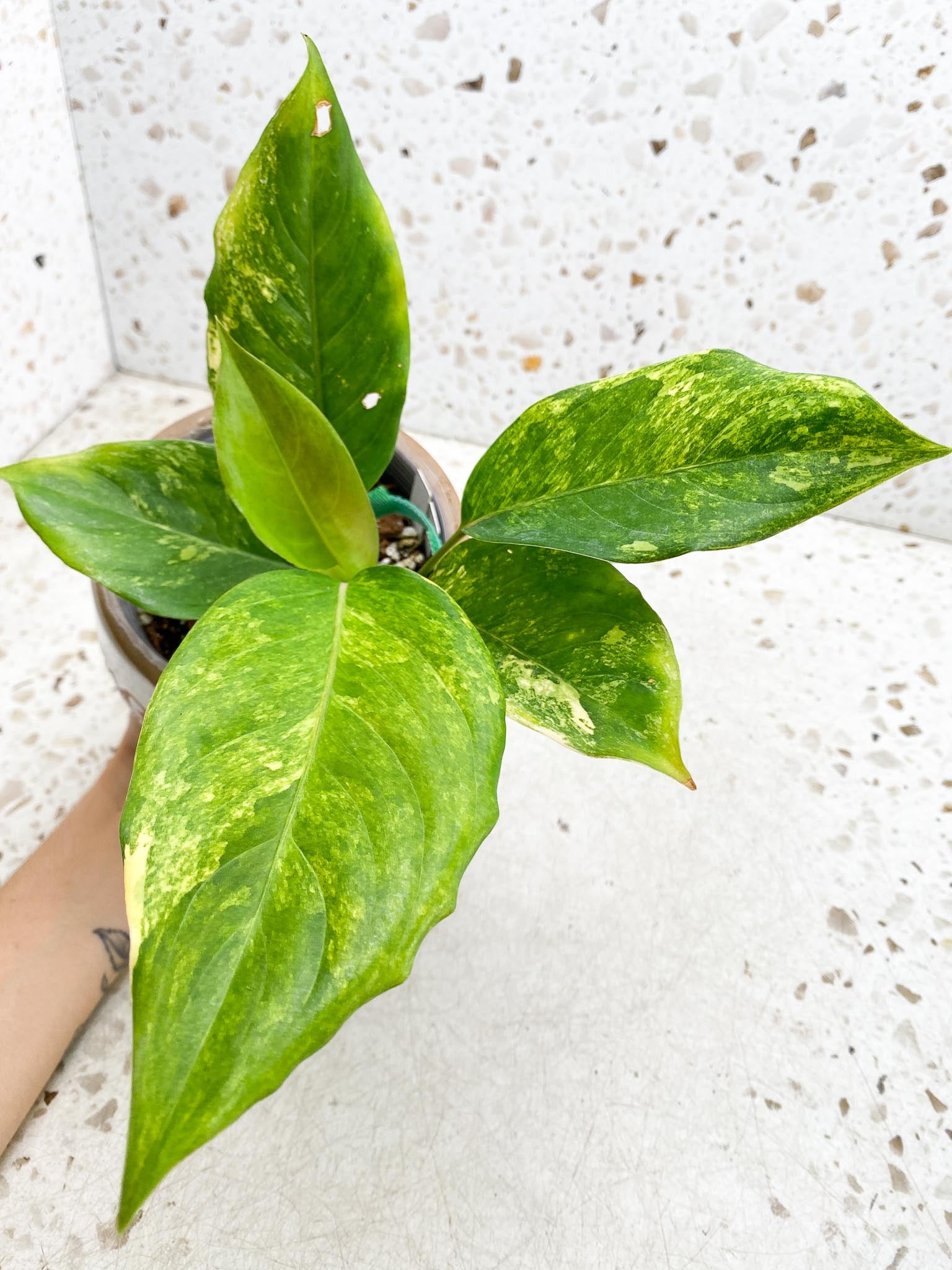 Aglaonema  Khan Mark Variegated Multiple Leaves  Multiple Nodes Slightly Rooted