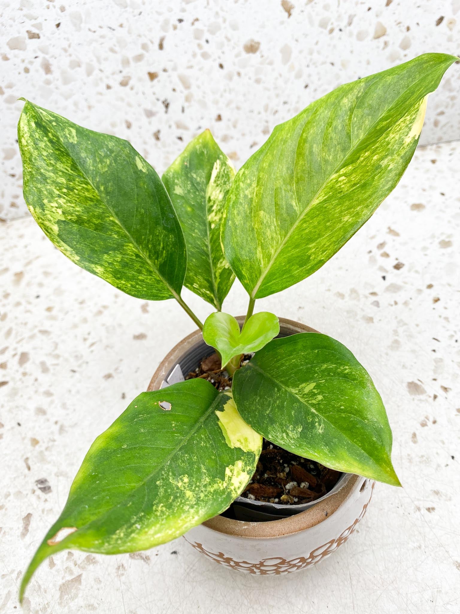 Aglaonema  Khan Mark Variegated Multiple Leaves  Multiple Nodes Slightly Rooted