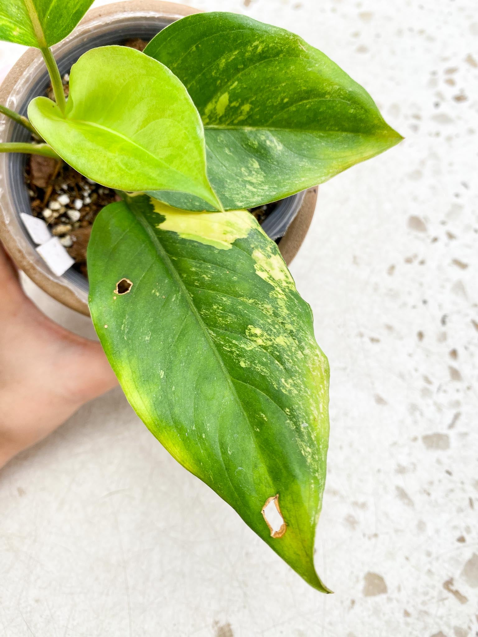 Aglaonema  Khan Mark Variegated Multiple Leaves  Multiple Nodes Slightly Rooted