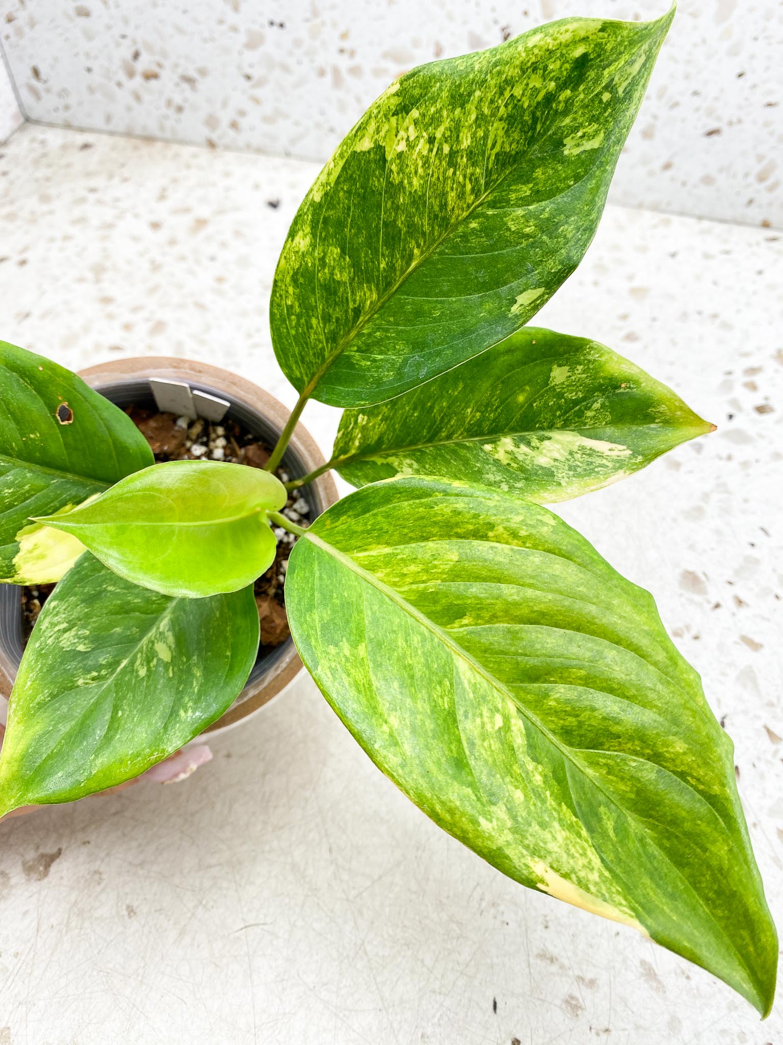 Aglaonema  Khan Mark Variegated Multiple Leaves  Multiple Nodes Slightly Rooted