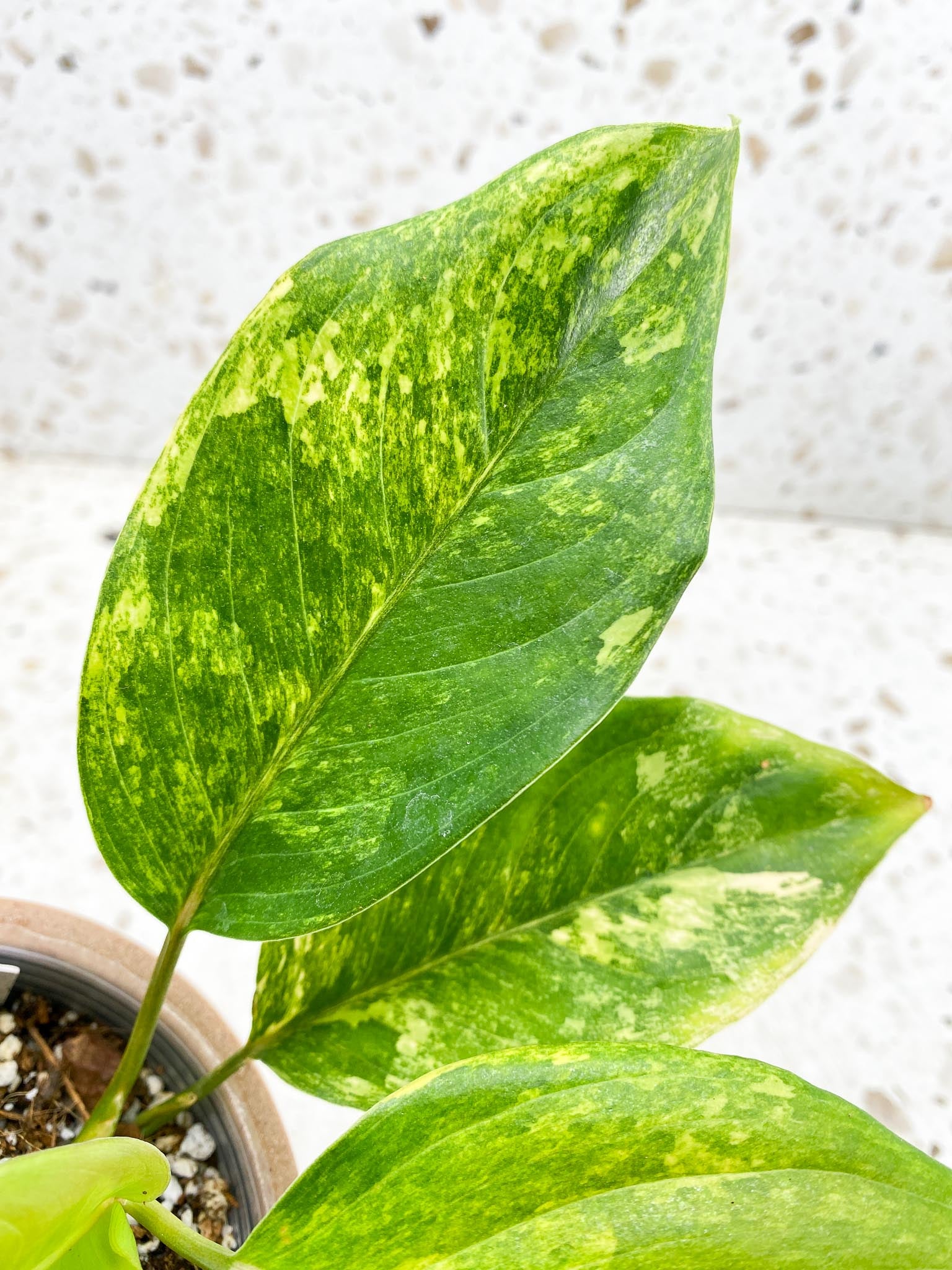 Aglaonema  Khan Mark Variegated Multiple Leaves  Multiple Nodes Slightly Rooted