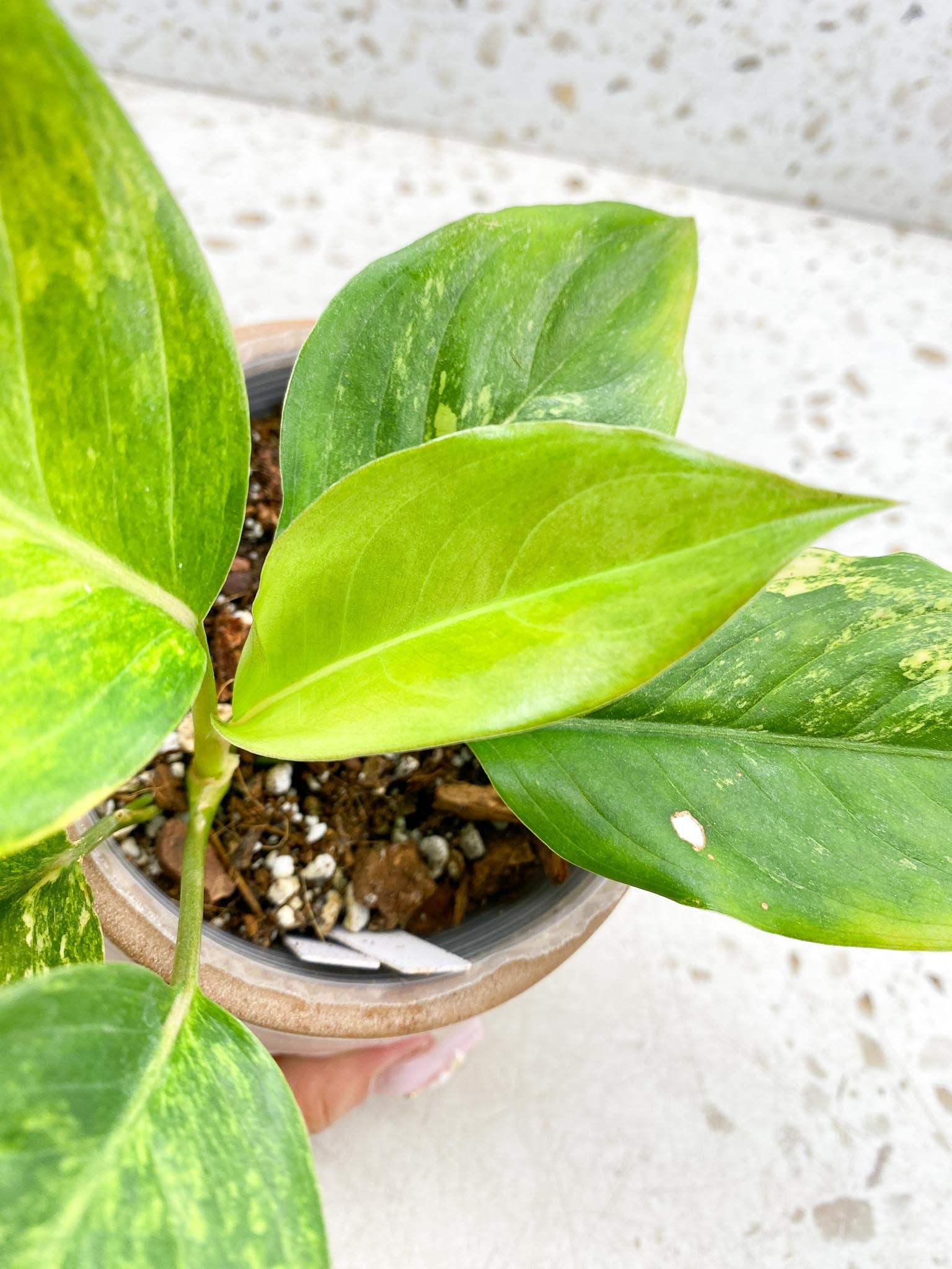 Aglaonema  Khan Mark Variegated Multiple Leaves  Multiple Nodes Slightly Rooted