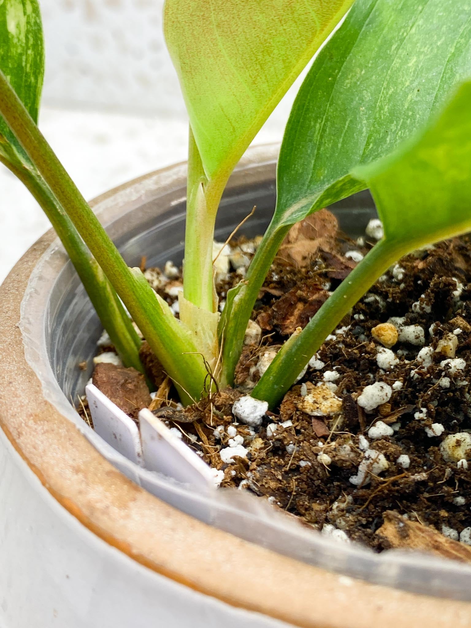 Aglaonema  Khan Mark Variegated Multiple Leaves  Multiple Nodes Slightly Rooted