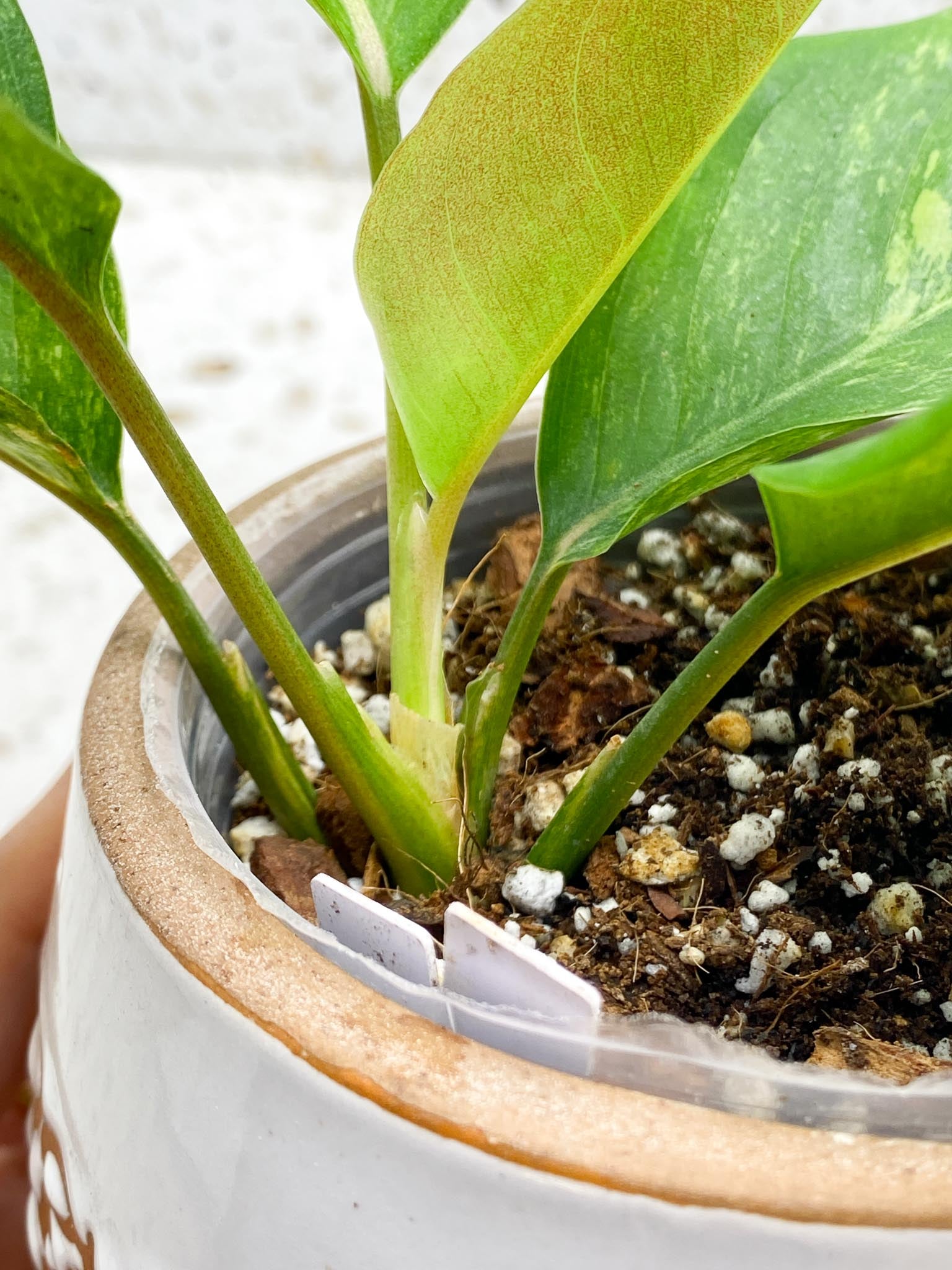 Aglaonema  Khan Mark Variegated Multiple Leaves  Multiple Nodes Slightly Rooted