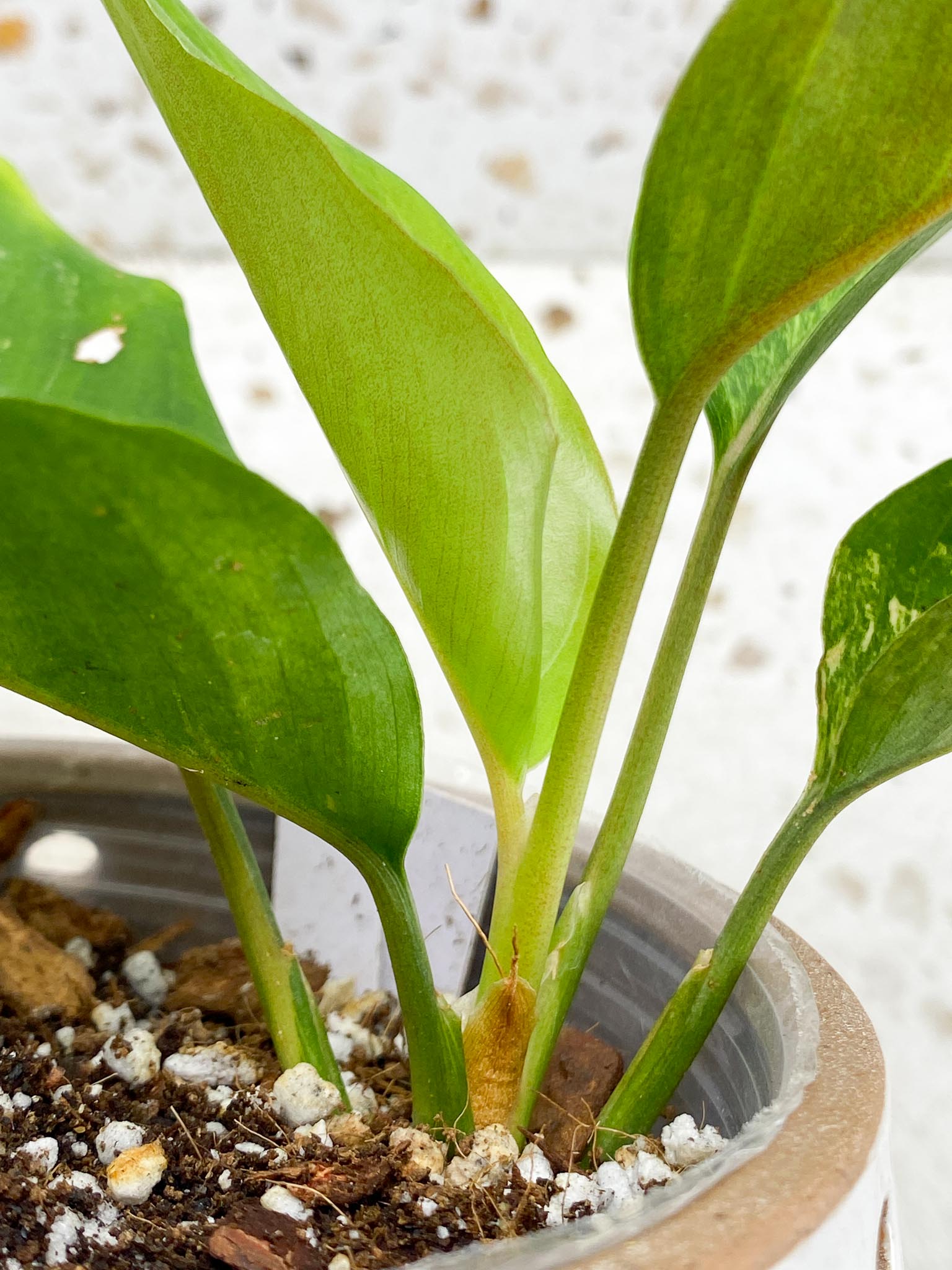 Aglaonema  Khan Mark Variegated Multiple Leaves  Multiple Nodes Slightly Rooted